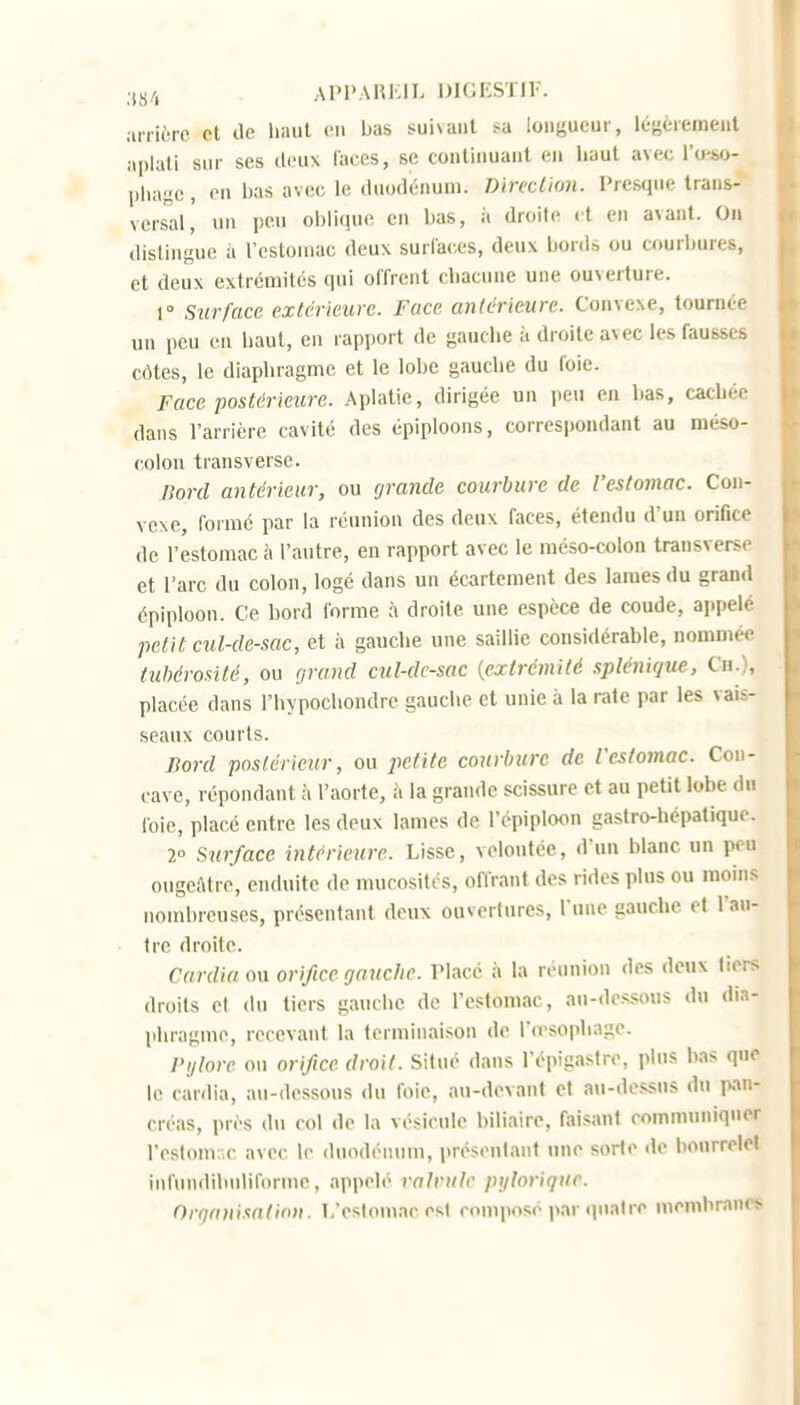 Al'l'AHKIL DIGKSlir. iiiri('rc et Je liaul cii bas suivant longueur, légèrement iiplati sur ses deux faces, se continuant en liaut avec l'u-so- phage, on iws avec le (luodéiiuiii. Direction. Presque trans- verslil, un peu ol)lique en l)as, à droite et en avant. On dislingue à l'estomac deux surlaces, deux bords ou courbures, et deux extrémités qui offrent cliacune une ouverture. 1° Surface extérieure. Face antérieure. Convexe, tournée un peu en haut, en rapport de gauche à droite avec les fausses côtes, le diaphragme et le lobe gauche du foie. Face postérieure. Aplatie, dirigée un peu en bas, cachée dans l'arrière cavité des épiploons, correspondant au méso- colon transverse. Bord antérieur, ou (jrande courbure de l'estomac. Con- vexe, foi-raé par la réunion des deux faces, étendu d'un orifice de l'estomac à l'autre, en rapport avec le méso-colon transverso et l'arc du colon, logé dans un écartcment des lames du grand épiploon. Ce bord forme à droite une espèce de coude, appelé petit cul-de-sac, et à gauche une saillie considérable, nommée tuhérosité, ou grand cul-dc-sac {extrémité splénique, Ch.), placée dans l'hypochondrc gaucho et unie à la rate par les vais- seaux courts. nord posiérieur, ou petite courbure de l'estomac. Con- cave, répondant à l'aorte, à la grande scissure et au petit lobe dn (oie, placé entre les deux lames de l'épiploon gastro-hépatique. 2° Sjirface intérieure. Lisse, veloutée, d'un blanc un pou ougcàtro, enduite de mucosités, offrant des rides plus ou moins nombreuses, présentant deux ouvertures, l une gauche et l'au- tre droite. Cardia ou orifice gauche. Place à la réunion des deux tiers droits et du tiers gauche do l'estomac, au-dessous du dia- phragme, recevant la terminaison do l'o-sophago. Pylore ou orifice droit. Situé dans l'épigaslro, plus bas que le cardia, au-dessous du foie, au-devant et au-dessus du iv»n- croas, lires du col de la vésicule biliaire, faisant communiquer l'oslonv.c avec le duodénum, prosonlant une sorte do bourrolol infundibuliforme, appelé valvule pi/lorique. Orgnni.mtinii. I.'eslomac est composé par ipiairo membranes