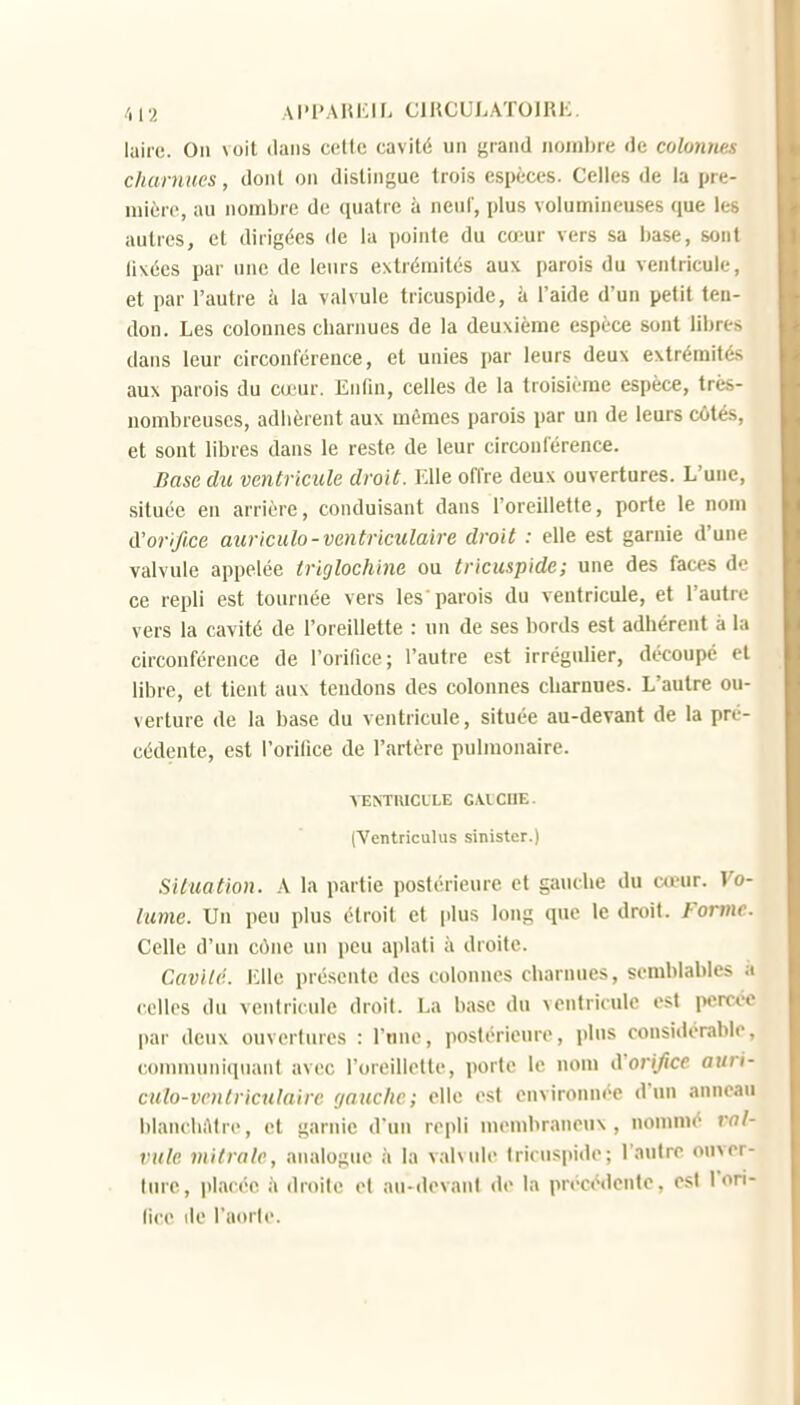 /,12 Al'I'AIUCir. ClHCULATOlRli. laire. On \oil dans cMc cavité un grand nombre de colorâtes charnues, doiil on distingue trois espèces. Celles de la pre- mière, au nombre d(î (luatrc à neul', plus volumineuses que les autres, et dirigées de la pointe du cœur vers sa l)ase, sont liKées par une de leurs extrémités aux parois du ventricule, et par l'autre à la valvule tricuspide, à l'aide d'un petit ten- don. Les colonnes cbaniues de la deuxième espèce sont libres dans leur circonférence, et unies par leurs deux extrémités aux parois du cœur. Enfin, celles de la troisième espèce, très- nombreuses, adilèrent aux mêmes parois par un de leurs côtés, et sont libres dans le reste de leur circonférence. Base du ventricule droit. Elle offre deux ouvertures. L'une, située en arrière, conduisant dans l'oreillette, porte le nom d'orifice auriculo-ventriculaire droit : elle est garnie d'une valvule appelée iriglochine ou tricuspide; une des faces de ce repli est tournée vers les'parois du ventricule, et l'autre vers la cavité de l'oreillette : un de ses bords est adhérent à la circonférence de l'orifice; l'autre est irrégulier, découpé et libre, et tient aux tendons des colonnes charnues. L'autre ou- verture de la base du ventricule, située au-devant de la pré- cédente, est l'orifice de l'artère pulmonaire. VENTIUCLLE GAICUE. (Ventriculiis sinister.) Siluation. A la partie postérieure et gauche du cœur. Vo- lume. Un peu plus étroit et [ilus long que le droit. Forme Celle d'un cùne un peu aplati à droite. Cavilc. i:lle présente des colonnes charnues, semblables à celles du ventricule droit. La base du ventricule est percée par deux ouvertures : l'une, postérieure, plus considérable, comnuiniquant avec l'oreillette, porte le nom d orifice auri- culo-vntlriculairc (jauchc; elle est environnée d'un anneau blancliAtrc, et garnie d'un repli membraneux, nommé ral- vulc mitrale, analogue à la valvide tricuspide; l'autre ouver- ture, placée à droite et au-dovant de la précédente, est l'ori- licc lie l'aorte.