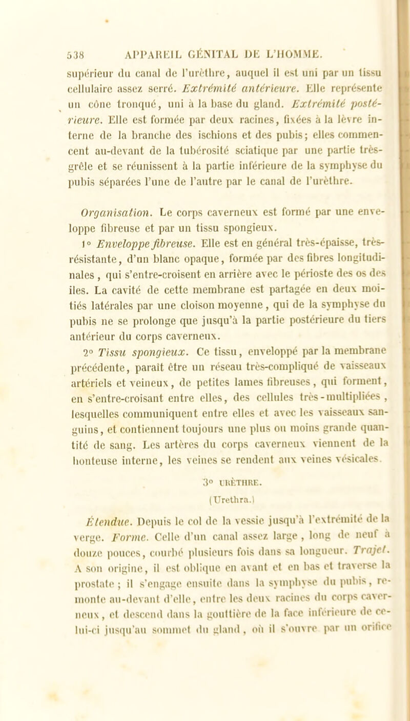 sii|H'rieiir du canal de l'iirMlire, auquel il est uni par un lissu cellulaire assez serré. Extrémité antérieure. Elle représente un cône tronqué, uni à la base du gland. Extrémité posté- rieure. Elle est l'orinée par deux racines, fixées à la lèvre in- terne de la branche des ischions et des pubis; elles commen- cent au-devant de la tubérosité sciatique par une partie très- grôle et se réunissent à la partie inférieure de la symphyse du pubis séparées l'une de l'antre par le canal de l'urèthre. Organisation. Le corps caverneux est formé par une enve- loppe fibreuse et par un tissu spongieux. \° Enveloppefibrexise. Elle est en général très-épaisse, très- résistante, d'un blanc opaque, formée par des Dbres longitudi- nales , qui s'entre-croisent en arrière avec le périoste des os des îles. La cavité de cette membrane est partagée en deux moi- tiés latérales par une cloison moyenne, qui de la symphyse du pubis ne se prolonge que jusqu'à la partie postérieure du tiers antérieur du corps caverneux. 1° Tissu spongieux. Ce tissu, enveloppé par la membrane précédente, parait être un réseau très-compliqué de vaisseaux artériels et veineux, de petites lames fibreuses, qui forment, en s'entre-croisant entre elles, des cellules très - multipliées , lesquelles communiquent entre elles et avec les vaisseaux san- guins, et contiennent toujours une plus ou moins grande quan- tité de sang. Les artères du corps caverneux viennent de la honteuse interne, les veines se rendent aux veines vosicales. 3° IHÈTHRE. (Urethra.l Étendue. Depuis le col de la vessie jusqu'à l'extrémité de la verge. Forme. Celle d'un canal assez larçe, long de neuf à douze pouces, courbé plusieurs fois dans sa longueur. Trajet. A sou origine, il est oblique en avant et en bas et traverse la prostate ; il s'engage ensuite dans la symphyse du pubis, re- monte au-devant d'elle, entre les deux racines du corps caver- neux, et descend dans la gouttière de la face inférieure de ce- lui-ci jusqu'au sommet du gland, où il s'ouvre par un orifice