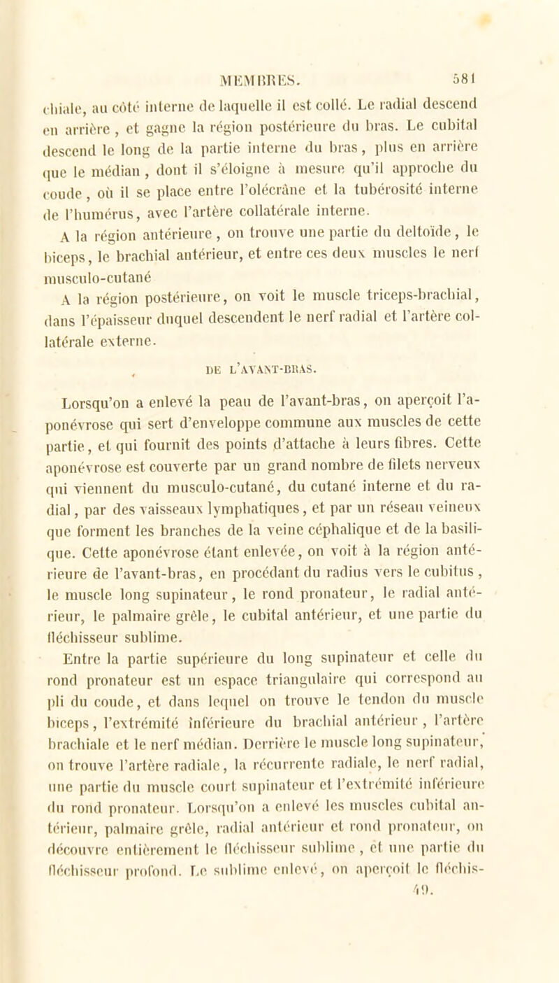 MKMIîRES. â8l i liiiile, au cote iiilenic de laquelle il est collé. Le radial descend en arrière , et g.igne la région postérieure du bras. Le cubital descend le long de la partie interne du bras, plus en arriére que le médian , dont il s'éloigne à mesure qu'il approche du coude, où il se place entre l'olécrâne et la tubérosité interne de l'humérus, avec l'artère collatérale interne. A la région antérieure , on trouve une partie du deltoïde, le biceps, le brachial antérieur, et entre ces deuv muscles le nerf musculo-cutané A la région postérieure, on voit le muscle triceps-brachial, dans l'épaisseur duquel descendent le nerl radial et l'artère col- latérale CNterne. DE l'avam-bi'.as. Lorsqu'on a enlevé la peau de l'avant-bras, on aperçoit l'a- ponévrose qui sert d'enveloppe commune aux muscles de cette partie, et qui fournit des points d'attache à leurs fdires. Cette aponévrose est couverte par un grand nombre de filets nerveux qui viennent du musculo-cutané, du cutané interne et du ra- dial , par des vaisseaux lymphatiques, et par un réseau veineux que forment les branches de la veine céphalique et de la basili- que. Cette aponévrose étant enlevée, on voit à la région anté- rieure de l'avant-bras, en procédant du radius vers le cubitus , le muscle long supinateur, le rond pronateur, le radial anté- rieur, le palmaire grêle, le cubital antérieur, et une partie du fléchisseur sublime. Entre la partie supérieure du long supinateur et celle du rond pronateur est un espace triangulaire qui correspond au pli du coude, et dans lequel on trouve le tendon du muscle biceps, l'extrémité inférieure du brachial antérieur, l'artère brachiale et le nerf médian. Derrière le muscle long supinateur,' on trouve l'artère radiale, la récurrente radiale, le nerf radial, une partie du muscle court supinateur et l'extrémifé inférieure du rond pronateur. t.orsqu'on a enlevé les muscles culiital an- térieur, palmaire grêle, radial antérieur et rond pronateur, on découvre entièrement le fléchisseiu- .sublime , et mie partie du (léchisseur profond. Le sublime enlevé, on aperçoit le lléchis-