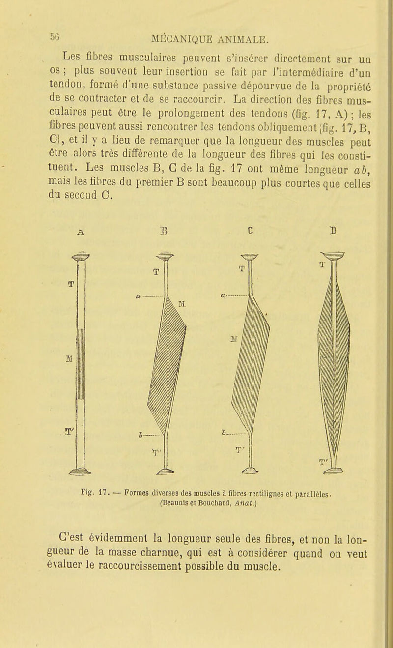 Les fibres musculaires peuvent s'insérer dirertement sur uu os ; plus souvent leur insertion se fuit par l'intermédiaire d'un tendon, formé d'une substance passive dépourvue de la propriété de se contracter et de se raccourcir. La direction des fibres mus- culaires peut être le prolongement des tendons (fig. 17, A); les fibres peuvent aussi rencontrer les tendons obliquement (fig. 17, B, C), et il y a lieu de remarquer que la longueur des muscles peut être alors très différente de la longueur des fibres qui les consti- tuent. Les muscles B, G de la fig. 17 ont môme longueur ab, mais les fibres du premier B sont beaucoup plus courtes que celles du second 0. C'est évidemment la longueur seule des fibres, et non la lon- gueur de la masse charnue, qui est à considérer quand ou veut évaluer le raccourcissement possible du muscle.