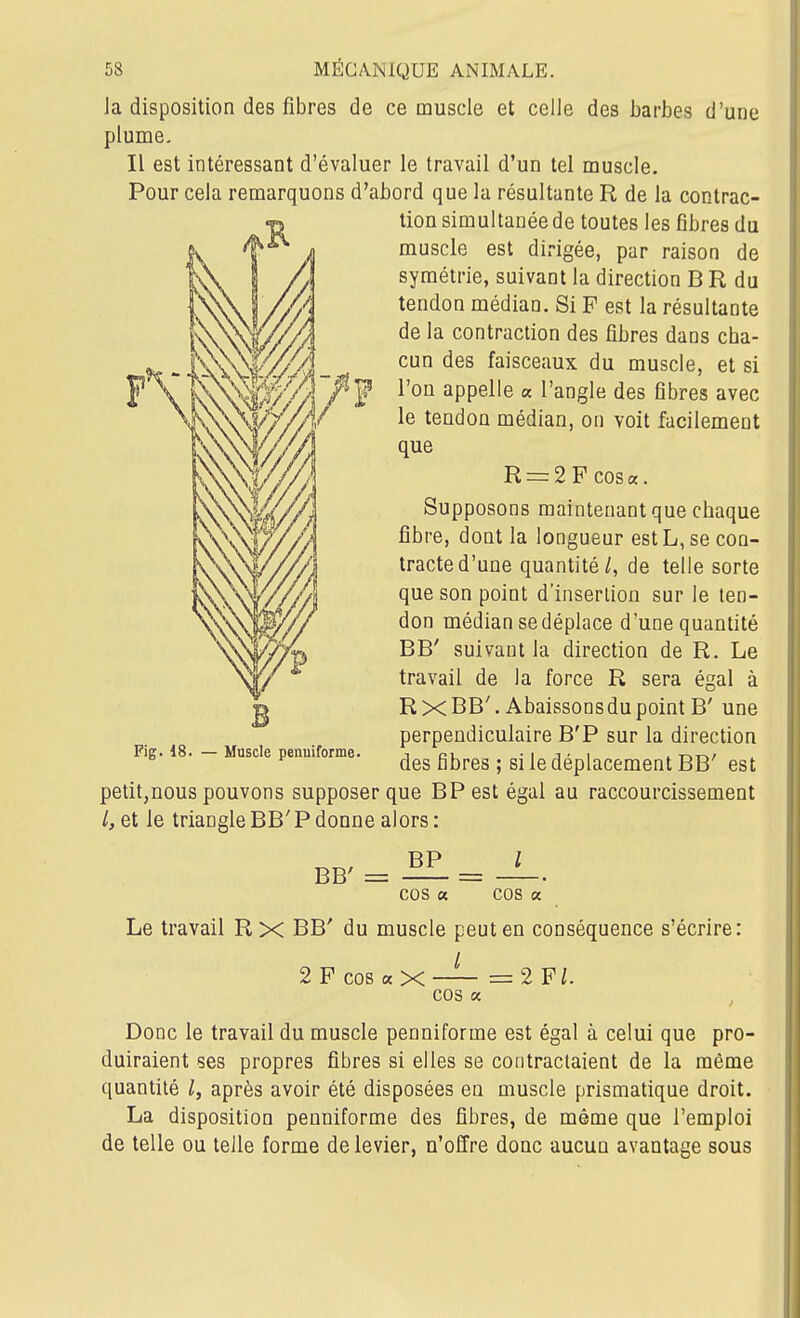 Ja disposition des fibres de ce muscle et celle des barbes d'une plume. Il est intéressant d'évaluer le travail d'un tel muscle. Pour cela remarquons d'abord que la résultante R de la contrac- tion simultanée de toutes les fibres du muscle est dirigée, par raison de symétrie, suivant la direction B R du tendon médian. Si F est la résultante de la contraction des fibres dans cha- cun des faisceaux du muscle, et si l'on appelle a l'angle des fibres avec le tendon médian, on voit facilement que R = 2Fcos«. Supposons maintenant que chaque fibre, dont la longueur est L, se con- tracte d'une quantité/, de telle sorte que son point d'insertion sur le ten- don médian se déplace d'une quantité BB' suivant la direction de R. Le travail de la force R sera égal à R X BB'. Abaissons du point B' une perpendiculaire B'P sur la direction des fibres ; si le déplacement BB' est petit,nous pouvons supposer que BP est égal au raccourcissement /, et le triangle BB' P donne alors : cos « cos « Le travail Rx BB' du muscle peut en conséquence s'écrire: 2 P cos a X—=2 F/. cos a Donc le travail du muscle penniforme est égal à celui que pro- duiraient ses propres fibres si elles se contractaient de la même quantité après avoir été disposées en muscle prismatique droit. La disposition penniforme des fibres, de même que l'emploi de telle ou telle forme de levier, u'offre donc aucun avantage sous
