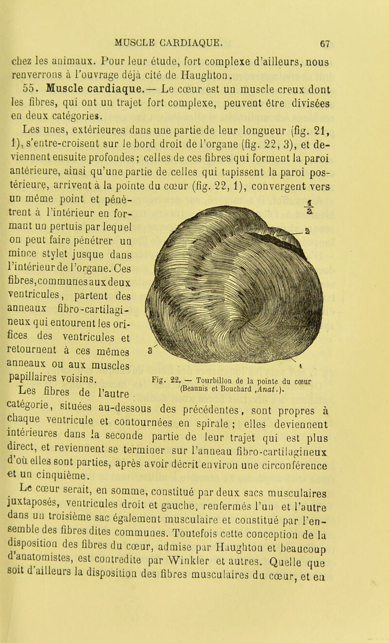 chez les animaux. Pour leur étude, fort complexe d'ailleurs, nous renverrons à l'ouvrage déjà cité de Haugbton. 55. Muscle cardiaque.— Le cœur est un muscle creux dont les fibres, qui ont un trajet fort complexe, peuvent être divisées eu deux catégories. Les unes, extérieures dans une partie de leur longueur (fîg. 21, 1), s'entre-croisent sur le bord droit de l'organe (fig. 22, 3), et de- viennent ensuite profondes ; celles de ces fibres qui forment la paroi antérieure, ainsi qu'une partie de celles qui tapissent la paroi pos- térieure, arrivent à la pointe du cœur (fig. 22, 1), convergent vers un même point et pénè- trent à l'intérieur en for- mant un pertuis par lequel on peut faire pénétrer un mince stylet jusque dans l'intérieur de l'organe. Ces fibres,communes aux deux ventricules, partent des anneaux fibro-cartilagi- neux qui entourent les ori- fices des ventricules et retournent à ces mêmes anneaux ou aux muscles papillaires voisins. Les fibres de l'autre catégorie, situées au-dessous des précédentes, sont propres à chaque ventricule et contournées en spirale ; elles deviennent intérieures dans ia seconde partie de leur trajet qui est plus direct, et reviennent se terminer sur l'anneau fibro-carlilagineux d'où elles sont parties, après avoir décrit environ une circonférence et un cinquième. _ Le cœur serait, en somme, constitué par deux sacs musculaires juxtaposés, ventricules droit et gauche, renfermés l'un et l'autre dans un troisième sac également musculaire et constitué par l'en- semble des fibres dites communes. Toutefois cette conception de la disposition des fibres du cœur, admise par Haugbton et beaucoup danatoraistes, est contredite par Winlder et autres. Quelle que soit d'ailleurs la disposition des fibres musculaires du cœur, et eii Fis. 22. — Tourbillon de la pointe du cœur (Beaunis et Bouchard ,Anat.).