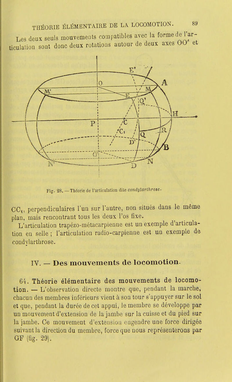 THÉORIE ÉLÉMENTAIRE DE LA LOCOMOTION. Les deux seuls mouvemeots compatibles avec la forme de l'a ticulatioQ soQt donc deux rotations autour de deux axes 00 1 Fig. 28. — Théorie de l'articulation dite condylarihrose. CGi, perpendiculaires l'un sur l'autre, non situés dans le même plan, mais rencontrant tous les deux l'os fixe. L'articulation trapézo-métacarpienne est un exemple d'articula- tion en selle ; l'articulation radio-carpienne est un exemple de condylarthrose. IV. — Des mouvements de locomotion. 64. Théorie élémentaire des mouvements de locomo- tion. — L'observation directe montre que, pendant la marche, chacun des membres inférieurs vient à son tour s'appuyer sur le sol et que, pendant la durée de cet appui, le membre se développe par un mouvement d'extension de la jambe sur la cuisse et du pied sur la jambe. Oe mouvement d'extension engendre une force dirigée suivant la direction du membre, force que nous représenterons par GF (Qg. 29).