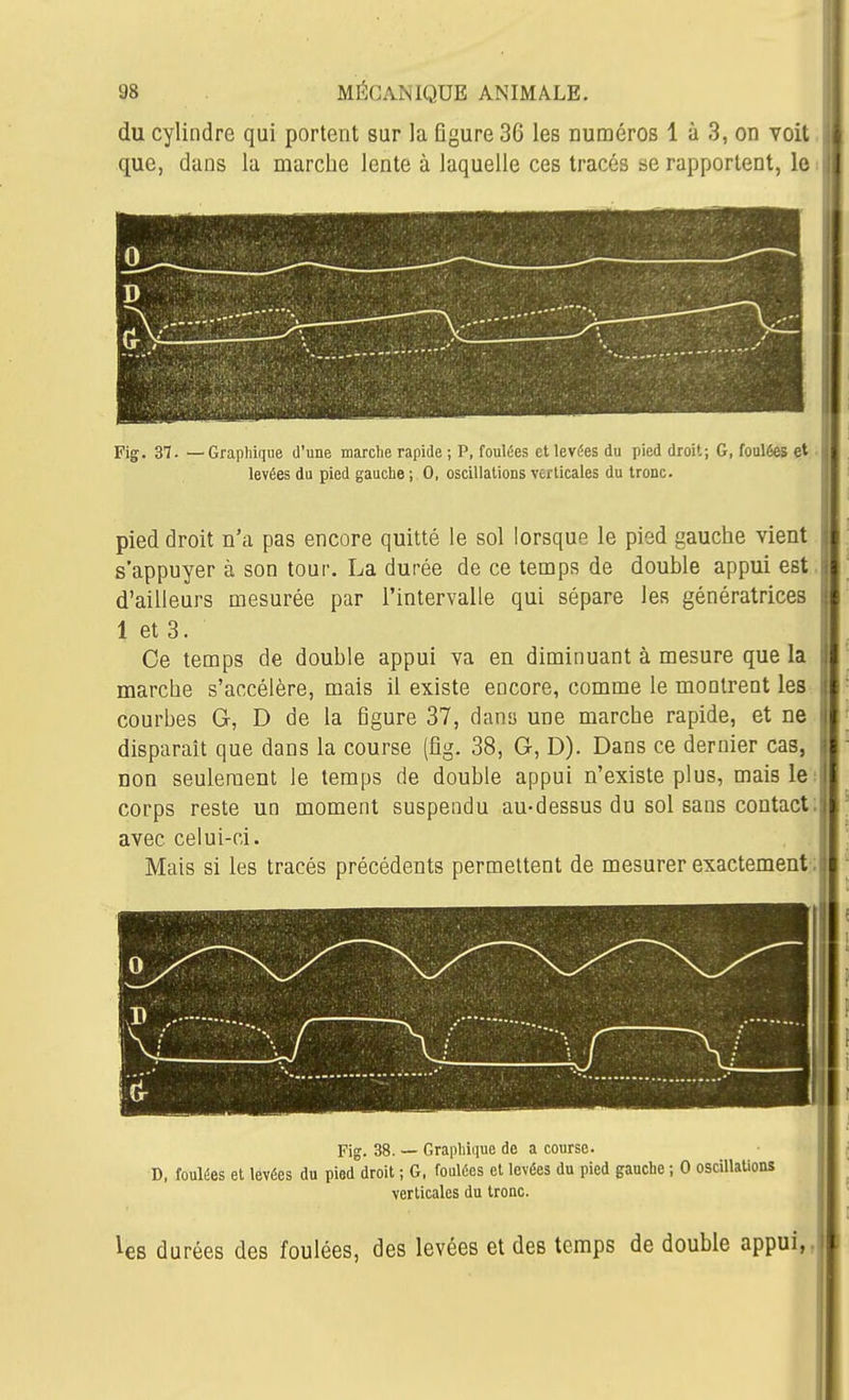 du cylindre qui portent sur la figure 36 les numéros 1 à 3, on voit que, dans la marche lente à laquelle ces tracés se rapportent, le Fi|f. 37. — Graphique d'une marche rapide ; P, foulées et levées du pied droit; G, foulées et levées du pied gauche ; 0, oscillations verticales du tronc. pied droit n'a pas encore quitté le sol lorsque le pied gauche vient s'appuyer à son tour. La durée de ce temps de double appui est d'ailleurs mesurée par l'intervalle qui sépare les génératrices 1 et 3. Ce temps de double appui va en diminuant à mesure que la marche s'accélère, mais il existe encore, comme le montrent les courbes G, D de la figure 37, danu une marche rapide, et ne disparait que dans la course (fig. 38, G, D). Dans ce dernier cas, non seulement le temps de double appui n'existe plus, mais le corps reste un moment suspendu au-dessus du sol sans contact avec celui-ci. Mais si les tracés précédents permettent de mesurer exactement- Fig. 38. — Graphique de a course. D, foulées et levées du pied droit ; G, foulées et levées du pied gauche ; 0 oscillaUons verticales du tronc. les durées des foulées, des levées et des temps de double appui,