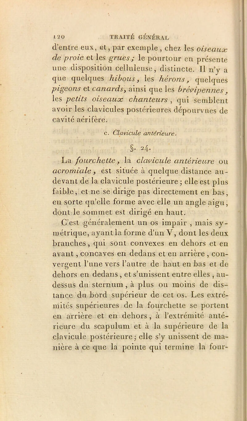 d’entre eux, et, par exemple , chez les oiseaux de proie et les grues ; le pourtour en présente une disposition celluleuse, distincte. Il n’y a que quelques hibous, les hérons, quelques pigeons et canards, ainsi que les brévipennes , les petits oiseaux chanteurs , qui semblent avoir les clavicules postérieures dépourvues de cavité aérifère. c. Clavicule antérieure. §. 24. La fourchette, la clavicule antérieure ou acromicde y est située à quelque distance au- devant de la clavicule postérieure ; elle est plus faible, et ne se dirige pas directement en bas, eu sorte qu’elle forme avec elle un angle aigu, dont le sommet est dirigé en haut. C’est généralement un os impair , mais sy- métrique, ayant la forme d’un V, dont les deux branches, qui sont convexes en dehors et en avant, concaves en dedans et en arrière , con- vergent l’une vers l’autre de haut en bas et de dehors en dedans , et s’unissent entre elles , au- dessus du sternum, à plus ou moins de dis- tance du bord supérieur de cet os. Les extré- mités supérieures de la fourchette se portent en arrière et en dehors , à l’extrémité anté- rieure du scapulum et à la supérieure de la clavicule postérieure ; elle s’y unissent de ma- nière à ce que la pointe qui termine la four-