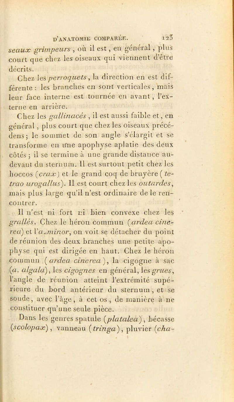 seaux grimpeurs , où ii est, en général, plus court que chez les oiseaux qui viennent d’être décrits. Chez les perroquets, la direction en est dif- férente : les branches en sont verticales, mais leur face interne est tournée en avant, l’ex- terne en arrière. Chez les gallinacés , il est aussi faible et, en général , plus court que chez les oiseaux précé- deras; le sommet de son angle s’élargit et se transforme en itne apophyse aplatie des deux côtés ; il se termine à une grande distance au- devant du sternum. 11 est surtout petit chez les hoccos (craæ) et le grand coq de bruyère ( te- trao urogallus). Il est court chez les outardes, mais plus large qu’il n’est ordinaire de le ren- contrer. Il n’est ni fort ni bien convexe chez les grallés. Chez le héron commun (ardea ci ac- re a) et Y a.minor, on voit se détacher du point de réunion des deux branches une petite apo- physe qui est dirigée en haut. Chez le héron commun ( ardea cinerea ), la cigogne à sac Ça. al gala), les cigognes en général, 1 es grues, l’angle de réunion atteint l’extrémité supé- rieure du bord antérieur du sternum , et se soude, avec l’âge, à cet os, de manière à ne constituer qu’une seule pièce. Dans les genres spatule Çplatalea) , bécasse (acolopax), vanneau ( tringa ), pluvier (cha-