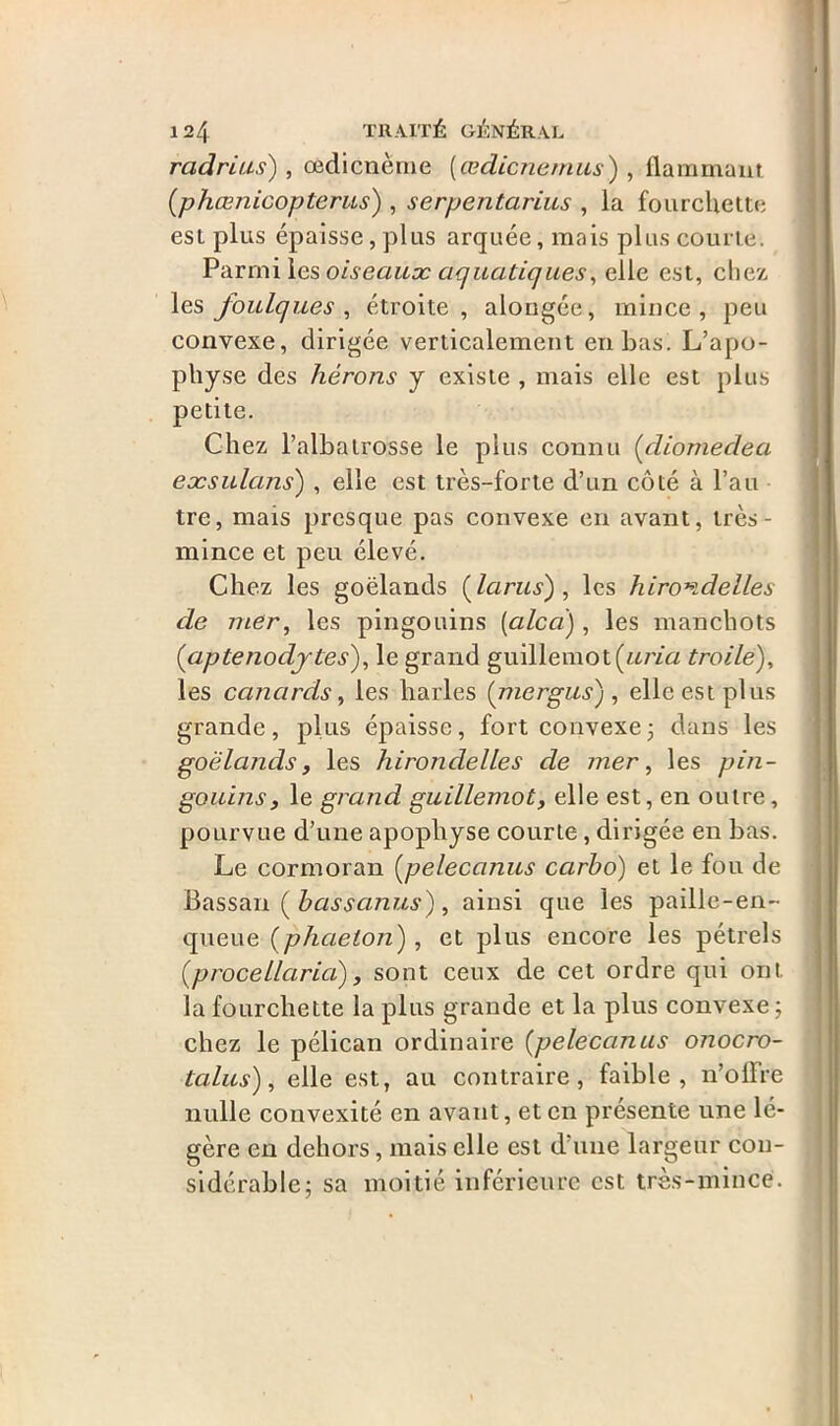 radrius) , œdicnème [œdicnernus) , Hammam (phœnicopterus) , serpentarius , la fourchette est plus épaisse, plus arquée, mais plus courte. Parmi les oiseaux aquatiques, elle est, chez les foulques, étroite, alongée, mince, peu convexe, dirigée verticalement en bas. L’apo- physe des hérons y existe , mais elle est plus petite. Chez l’albalrosse le plus connu (diomedea eæsulans) , elle est très-forte d’un côté à l’au tre, mais presque pas convexe en avant, très- rnince et peu élevé. Chez les goélands ( la rus) , les hirondelles de mer, les pingouins (alcci), les manchots (iciptenodytes), le grand guillemot (iiria t roi le), les canards y les liarles {niergus) , elle est plus grande, plus épaisse, fort convexe3 dans les goélands, les hirondelles de mer, les pin- gouins, le grand guillemot, elle est, en outre, pourvue d’une apophyse courte, dirigée en bas. Le cormoran fypelecanus ccirho) et le fou de Bassan ( hassanus), ainsi que les paille-en- queue (phaeton), et plus encore les pétrels (procellaria), sont ceux de cet ordre qui ont la fourchette la plus grande et la plus convexe; chez le pélican ordinaire (pelecanus onocro- talus), elle est, au contraire, faible, n’offre nulle convexité en avant, et en présente une lé- gère en dehors, mais elle est d’une largeur con- sidérable; sa moitié inférieure est très-mince.