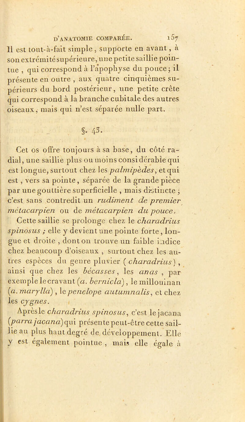 Il est tout-à-fait simple, supporte en avant, à son extrémitésupérieure, une petite saillie poin- tue , qui correspond à l’apophyse du pouce ; il présente en outre , aux quatre cinquièmes su- périeurs du bord postérieur, une petite crête qui correspond à la branche cubitale des autres oiseaux, niais qui n’est séparée nulle part. §• 43 • 1 Cet os offre toujours à sa base, du côté ra- dial, une saillie plus ou moins considérable qui est longue, surtout chez les palmipèdes, et qui est, vers sa pointe, séparée de la grande pièce par une gouttière superficielle , mais distincte ; c’est sans contredit un rudiment de premier métacarpien ou de métacarpien du pouce. Cette saillie se prolonge chez le chciradrius spinosus ; elle y devient une pointe forte, lon- gue et droite , dont on trouve un faible indice chez beaucoup d’oiseaux , surtout chez les au- tres espèces du genre pluvier ( characlrius) , ainsi que chez les bécasses, les anas , par exemple lecravant (a. bernicla), le millouinan (a. marylla), le penelope autumnalis, et chez les cygnes. Aprèsle charcidrius spinosus, c’est lejacana (parra jaccinci) qui présente peut-être cette sail- lie au plus haut degré de développement. Elle y est également pointue , mais elle égale à