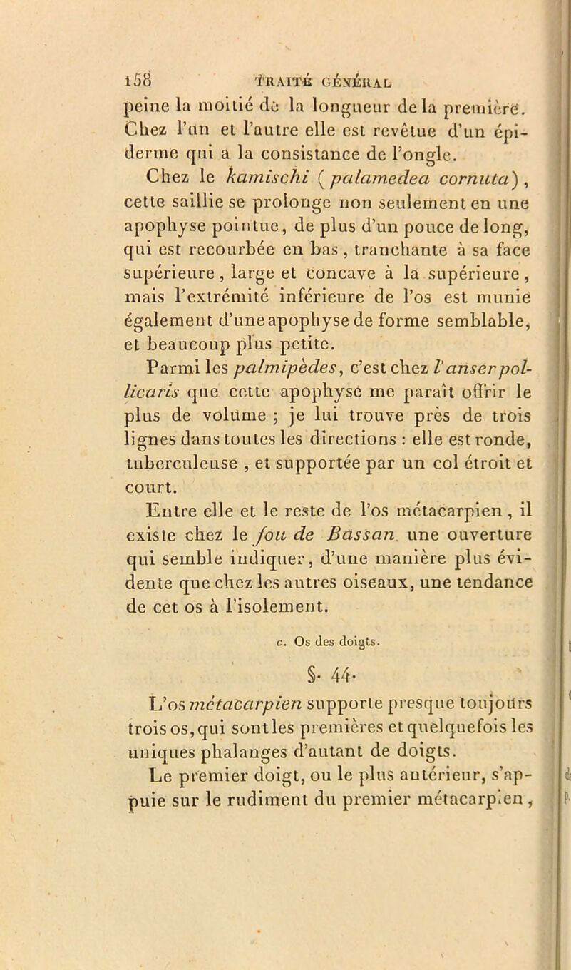 peine la moitié de la longueur delà première. Chez l’un et l’autre elle est revêtue d’un épi- derme qui a la consistance de l’oncle. Chez le kamischi ( palamcdea cornuta) , cette saillie se prolonge non seulement en une apophyse pointue, de plus d’un pouce de long, qui est recourbée en bas, tranchante à sa face supérieure, large et concave à la supérieure, mais l’extrémité inférieure de l’os est munie également d’une apophyse de forme semblable, et beaucoup plus petite. Parmi les palmipèdes, c’est chez l’anserpol- licaris que cette apophyse me paraît offrir le plus de volume ; je lui trouve près de trois lignes dans toutes les directions : elle est ronde, tuberculeuse , et supportée par un col étroit et court. Entre elle et le reste de l’os métacarpien, il existe chez le fou de Bassan une ouverture qui semble indiquer, d’une manière plus évi- dente que chez les autres oiseaux, une tendance de cet os à l’isolement. c. Os des doigts. §• 44- L’os métacarpien supporte presque toujours trois os, qui sondes premières et quelquefois les uniques phalanges d’autant de doigts. Le premier doigt, ou le plus antérieur, s’ap- puie sur le rudiment du premier métacarpien,