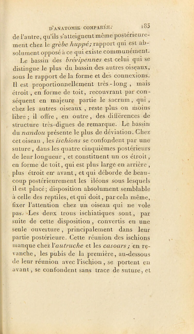 de l’autre, qu’ils s’atteignent même postérieure- ment chez le grèbe huppé; rapport qui est ab- solument opposé à ce qui existe communément. Le bassin des brèvipennes est celui qui se distingue le plus du bassin des autres oiseaux, sous le rapport de la forme et des connexions. 11 est proportionnellement très-long, mais étroit , en forme de toit, recouvrant par con- séquent en majeure partie le sacrum , qui , chez les autres oiseaux , reste plus ou moins libre ; il offre , en outre , des différences de structure très-dignes de remarque. Le bassin du nandou présente le plus de déviation. Chez cet oiseau , les ischions se confondent par une suture , dans les quatre cinquièmes postérieurs de leur longueur , et constituent un os étroit, en forme de toit, qui est plus large en arrière , plus étroit en' avant, et qui déborde de beau- coup postérieurement les iléons sous lesquels il est placé; disposition absolument semblable à celle des reptiles, et qui doit, par cela même, fixer l’attention chez un oiseau qui ne vole pas.'-Les deux trous ischiatiques sont, par suite de cette disposition , convertis eu une seule ouverture, principalement dans leur partie postérieure. Cette réunion des ischions manque chez Y autruche et les casoars ; en re- vanche, les pubis de la première, au-dessous de leur réunion avec l’ischion , se portent en avant, se confondent sans trace de suture, et