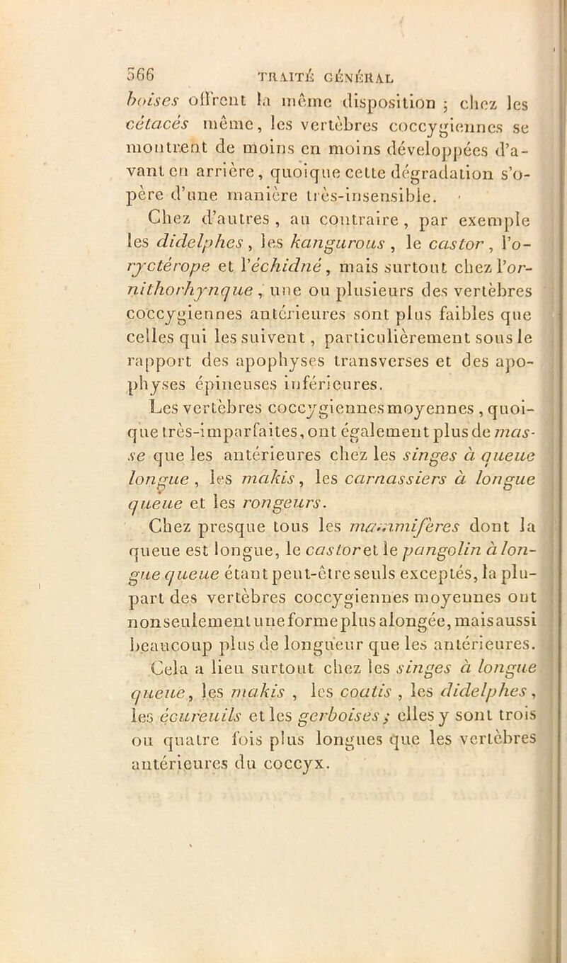 boises offrent la meme disposition ; chez les cétacés même, les vertèbres coccygiennes se montrent de moins en moins développées d’a- vant en arrière, quoique cette dégradation s’o- père d’une manière très-insensible. • Chez d’autres , au contraire , par exemple les didelphes , les kan g lirons , le castor, l’o- ryctèrope et Yéchidné, mais surtout chez l’or- nithorhynque , une ou plusieurs des vertèbres coccygiennes antérieures sont plus faibles que celles qui les suivent, particulièrement sous le rapport des apophyses transverses et des apo- physes épineuses inférieures. Les vertèbres coccygiennes moyennes , quoi- que très-imparfaites, ont également plus de mas- se que les antérieures chez les singes à queue longue, les makis, les carnassiers à longue queue et ies rongeurs. Chez presque tous les mammifères dont la queue est longue, le castor et le pangolin à lon- gue queue étant peut-être seuls exceptés, la plu- part des vertèbres coccygiennes moyennes ont nonseulemenluneformeplusalongée,maisaussi beaucoup plus ue longueur que les antérieures. Cela a lieu surtout chez les singes à longue queue, les makis , les coatis , les didelphes, les écureuils et ies gerboises ; elles y sont trois ou quatre fois plus longues que les vertèbres antérieures du coccyx.