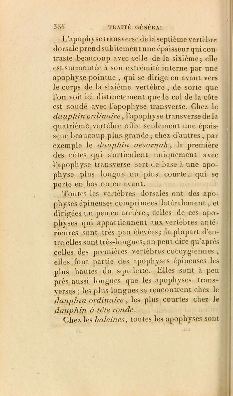 L’apophyse i ransversc de la septième vertèbre dorsale prend subitement une épaisseur qui con- traste beaucoup avec celle de la sixième; elle est surmontée à son extrémité interne par une apophyse pointue , qui se dirige en avant vers le corps de la sixième vertèbre , de sorte que l’on voit ici distinctement que le col de la côte est soudé avec l’apophyse transverse. Chez le dauphin ordinaire, l’apophyse transverse de la quatrième vertèbre offre seulement une épais- seur beaucoup plus grande; chez d’autres , par exemple le dauphin nesarnak, la première des côtes qui s’articulent uniquement avec l’apophyse transverse sert de base à une apo- physe plus longue ou plus courte, qui se porte en bas ou en avant. Toutes les vertèbres dorsales ont des apo- physes épineuses comprimées latéralement, et dirigées un peu eu arrière; celles de ces apo- physes qui appartiennent aux vertèbres anté- rieures sont très peu élevées; la plupart d’en- tre elles sont très-longues; on peut dire qu’après celles des premières vertèbres coccygiennes , elles font partie des apophyses épineuses les plus hautes du squelette. Elles sont cà peu près aussi longues que les apophyses trans- verses ; les plus longues se rencontrent chez le dauphin ordinaire , les plus courtes chez le dauphin à tête ronde. Chez les haleines, toutes les apophyses sont