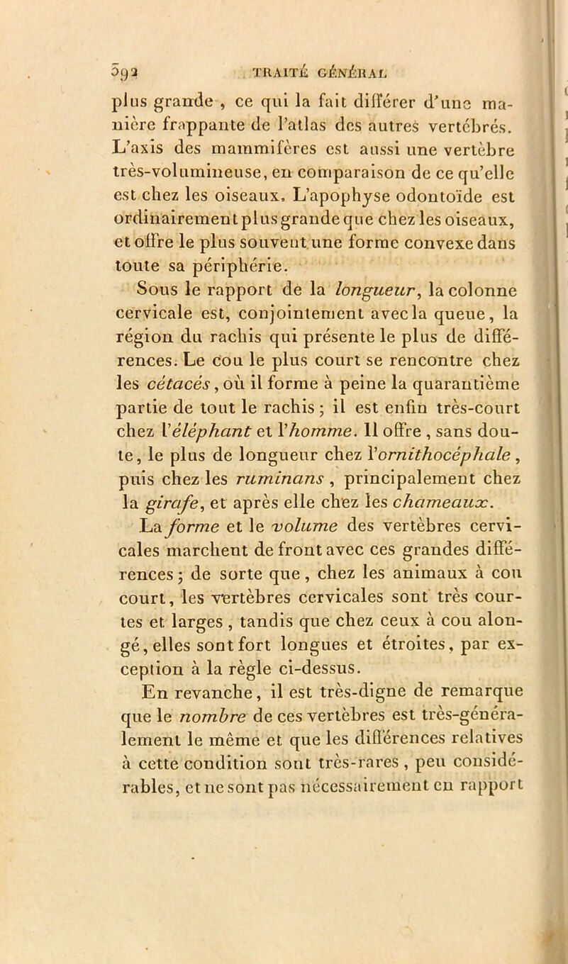 plus grande , ce qui la fait différer d’une ma- nière frappante de l’atlas dos autres vertébrés. L’axis des mammifères est aussi une vertèbre très-volumineuse, en comparaison de ce qu’elle est chez les oiseaux. L’apophyse odontoïde est ordinairement plus grande que chez les oiseaux, et offre le plus souvent une forme convexe dans toute sa périphérie. Sous le rapport de la longueur, la colonne cervicale est, conjointement avec la queue, la région du rachis qui présente le plus de diffé- rences. Le cou le plus court se rencontre chez les cétacés, où il forme à peine la quarantième partie de tout le rachis ; il est enfin très-court chez Xéléphant et l'homme. 11 offre , sans dou- te, le plus de longueur chez Yornithocéphale , puis chez les ruminans , principalement chez la girafe, et après elle chez les chameaucc. La forme et le volume des vertèbres cervi- cales marchent de front avec ces grandes diffé- rences ; de sorte que, chez les animaux à cou court, les vertèbres cervicales sont très cour- tes et larges, tandis que chez ceux à cou alon- gé, elles sont fort longues et étroites, par ex- ception à la règle ci-dessus. En revanche, il est très-digne de remarque que le nombre de ces vertèbres est très-généra- lement le même et que les différences relatives à cette condition sont très-rares , peu considé- rables, et ne sont pas nécessairement en rapport