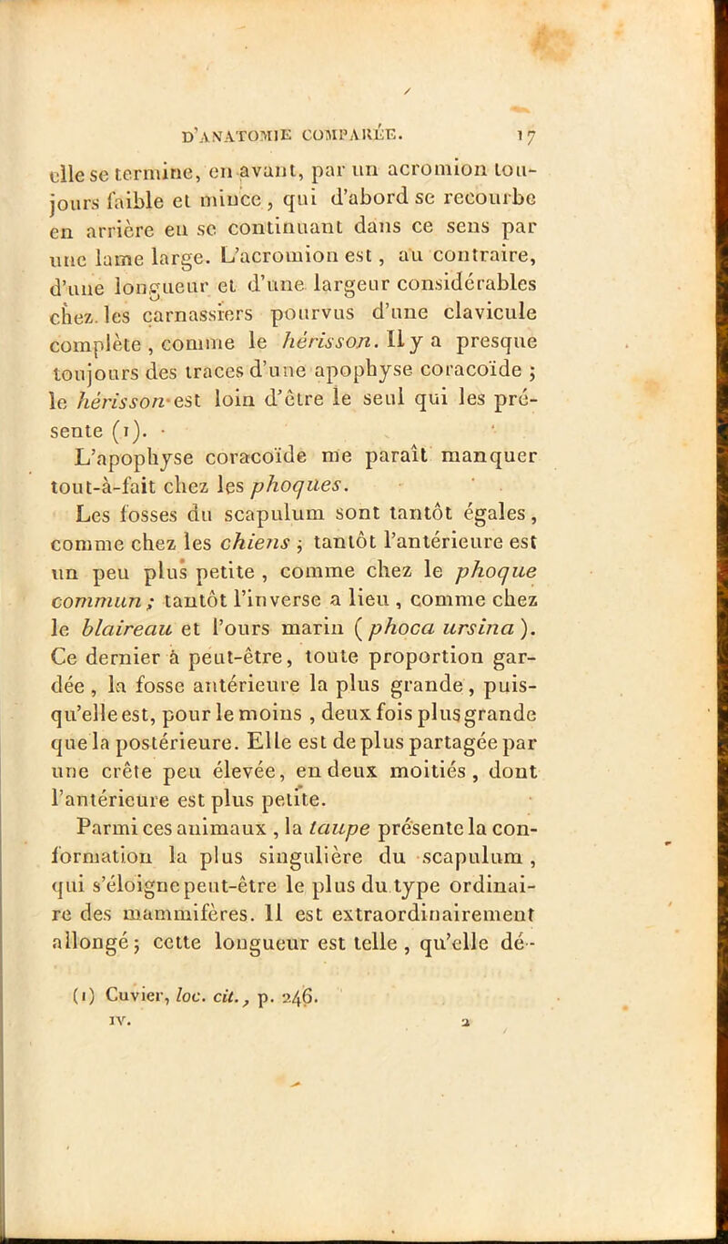 elle se termine, en avant, par un acroinion tou- jours faible et mince , qui d’abord se recourbe en arrière eu sc continuant dans ce sens par une lame large. L’acromion est, ali contraire, d’une longueur et d’une largeur considérables chez, les carnassiers pourvus d’une clavicule complète , comme le hérisson. H y a presque toujours des traces d’une apophyse coracoïde ; le hérissori'esl loin d’clre le seul qui les pré- sente (i). • L’apophyse coracoïde me paraît manquer tout-à-fait chez les phoques. Les fosses du scapulum sont tantôt égales, comme chez les chiens j tantôt l’antérieure est un peu plus petite , comme chez le phoque commun ; tantôt l’inverse a lieu , comme chez le blaireau el l’ours marin {^phoca ursina). Ce dernier à peut-être, toute proportion gar- dée , la fosse antérieure la plus grande, puis- qu’elle est, pour le moins , deux fois plus grande que la postérieure. Elle est de plus partagée par une crête peu élevée, en deux moitiés, dont l’antérieure est plus petite. Parmi ces animaux , la taupe présente la con- formation la plus singulière du scapulum , qui s’éloigne peut-être le plus du type ordinai- re des mammifères. 11 est extraordinairement allongé 5 cette longueur est telle , qu’elle dé- (1) Cuvier, loc. cit., p. 246. IV. a