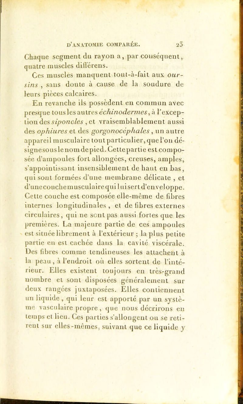 Chaque segment du rayon a, par conséquent, quatre muscles diflérens. Ces muscles manquent toul-à-fait aux. our- sins , sans doute à cause de la soudure de leurs pièces calcaires. En revanche iis possèdent en commun avec presque tous les autres e'cAmoJer/yzej', à l’excep- tion des , et vraisemblablement aussi des ophiures et des gorgonocèphales , un autre appareil musculaire tout particulier, que l’on dé- signesouslenomdepied. Cettepartie est compo- sée d’ampoules fort allongées, creuses, amples, s’appointissant insensiblement de haut en bas, qui sont formées d’une membrane délicate , et d’une couche musculaire qui lui sert d’enveloppe. Cette couche est composée elle-même de fibres internes longitudinales , et de fibres externes circulaires, qui ne sont pas aussi fortes que les premières. La majeure partie de ces ampoules est située librement à l’extérieur ; la plus petite partie en est cachée dans la cavité viscérale. Des fibres comme tendineuses les attachent à la peau, à l’endroit où elles sortent de l’inté- rieur. Elles existent toujours en très-grand nombre et sont disposées généralement sur- deux rangées juxtaposées. Elles contiennent un liquide, qui leur est apporté par un systè- me vasculaire propre, que nous décrirons en temps et lieu. Ces parties s’allongent ou se reti- rent sur elles-mêmes, suivant que ce liquide y