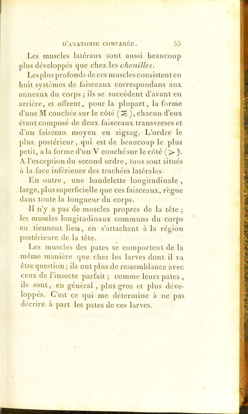 Les muscles latéraux sont aussi beaucoup plus développés que chez les chenilles. Les plus profonds de ces muscles consistent en huit systèmes de faisceaux correspondans aux anneaux du corps ; ils se succèdent d’avant en arrière, et offrent, pour la plupart, la forme d’une M couchée sur le côté (^ ), chacun d’eux étant composé de deux faisceaux transverses et d’un faisceau moyen en zigzag. L’ordre le plus postérieur, qui est de beaucoup le plus petit, a la forme d’un' V couchésur le côté ( î> ). A l’exception du second ordre, tous sont situés à la face inférieure des trachées latérales. En outre , une bandelette longitudinale , large, plus superficielle que ces faisceaux, règne dans toute la longueur du corps. 11 n’y a pas de muscles propres de la tête ; les musdes longitudinaux communs du corps en tiennent Heu, en s’attachant à la région postérieure de la tête. Les muscles des pâtes se comportent de la même manière que chez les larves dont il va être question j ils ont plus de ressemblance avec ceux de l’insecte parfait j comme leurs pâtes , ils sont, en général , plus gros et plus déve- loppés. C’est ce qui me détermine à ne pas décrire à part les pâtes de ces larves.