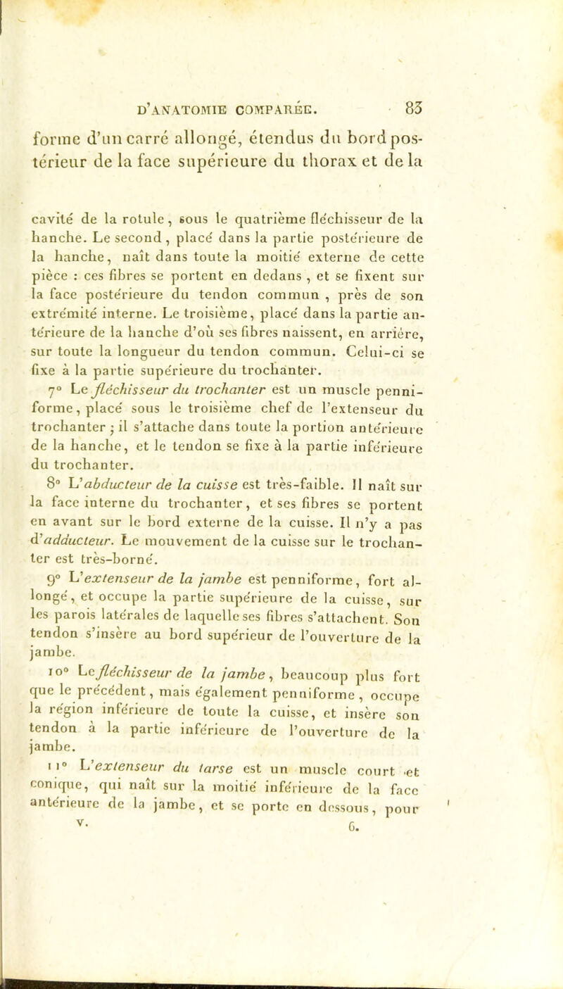 forme d’un carré allongé, étendus du bord pos- térieur de la face supérieure du lliorax et delà cavité de la rotule, sous le quatrième fle'chisseur de la hanche. Le second, placé dans la partie postérieure de la hanche, naît dans toute la moitié externe de cette pièce : ces fibres se portent en dedans , et se fixent sur la face postérieure du tendon commun , près de son extrémité interne. Le troisième, placé dans la partie an- térieure de la hanche d’où scs fibres naissent, en arriére, sur toute la longueur du tendon commun. Celui-ci se fixe à la partie supérieure du trochanter. 7“ Le fléchisseur du trochanter est un muscle penni- forme, placé sous le troisième chef de l’extenseur du trochanter j il s’attache dans toute la portion antérieure de la hanche, et le tendon se fixe à la partie inférieure du trochanter. 8“ L'abducteur de la cuisse est très-faible. Il naît sur la face interne du trochanter, et ses fibres se portent en avant sur le bord externe de la cuisse. Il n’y a pas àadducteur. Le mouvement de la cuisse sur le trochan- ter est très-borné. 9° YJextenseur de la jambe est penniforme, fort al- longé, et occupe la partie supérieure de la cuisse, sur les parois latérales de laquelle ses fibres s’attachent. Son tendon s’insère au bord supérieur de l’ouverture de la jambe. io° Le fléchisseur de la jambe., beaucoup plus fort que le précédent, mais également penniforme, occupe la région inférieure de toute la cuisse, et insère son tendon à la partie inférieure de l’ouverture de la jambe. Il® L’extenseur du tarse est un muscle court .et conique, qui naît sur la moitié inférieure de la face antérieure de la jambe, et se porte en dessous, pour