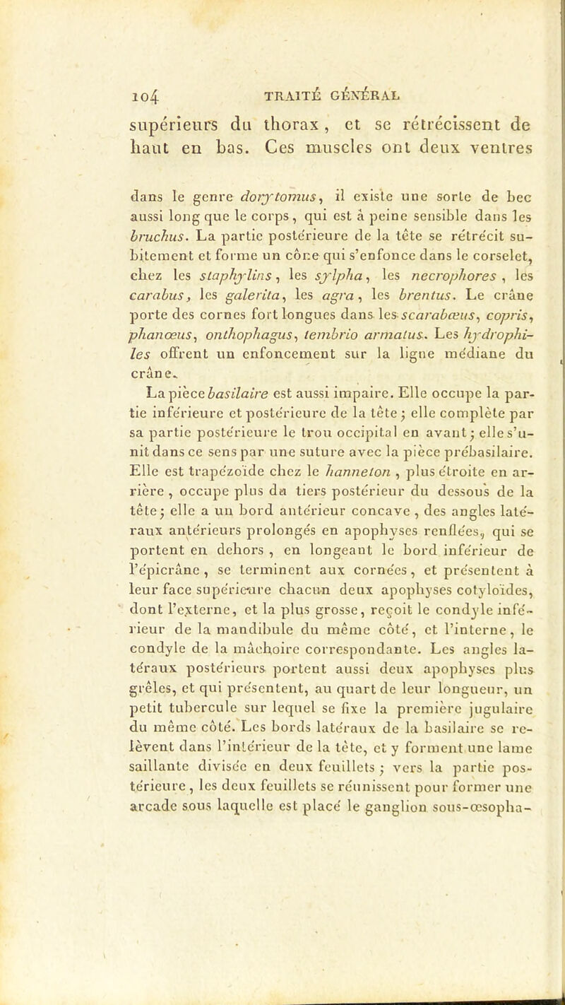 supérieurs du thorax , et se rétrécissent de haut en bas. Ces muscles ont deux ventres dans le genre do)ytomus, il existe une sorte de bec aussi long que le corps, qui est â peine sensible dans les bruchus. La partie postérieure de la tête se rétre'cit su- bitement et forme un cône qui s’enfonce dans le corselet, chez les slaphj'Uns, les sj'lpha, les necrophores , les carahus, les galerita^ les agra ^ les brentus. Le crâne porte des cornes fort longues dans les .ycaraôænj, copris, pTianœus, onlhophagus, leinbrio armalus. Les hj-drophi- les offrent un enfoncement sur la ligne médiane du crâne^ La pièce ôasj’Zajre est aussi impaire. Elle occupe la par- tie inférieure et postérieure de la tète^ elle complète par sa partie postérieure le trou occipital en avant’ elle s’u- nit dans ce sens par une suture avec la pièce prébasilaire. Elle est trapézoïde chez le liannelon , plus étroite en ar- rière , occupe plus da tiers postérieur du dessous de la tête J elle a uii bord antérieur concave , des angles laté- raux antérieurs prolongés en apophyses renflées, qui se portent en dehors , en longeant le bord inférieur de l’épicrâne , se terminent aux cornées, et présentent à leur face supérieure chacun deux apophyses cotyloïdes, dont l’externe, et la plus grosse, reçoit le condyle infé- rieur de la mandibule du même côté, et l’interne, le condyle de la mâchoire correspondante. Les angles la- téraux postérieurs portent aussi deux apophyses plus grêles, et qui présentent, au quart de leur longueur, un petit tubercule sur lequel se fixe la première jugulaire du même côté. Les bords latéraux de la basilaire se re- lèvent dans l’intérieur de la tête, et y forment une lame saillante divisée en deux feuillets ; vers la partie pos- térieure , les deux feuillets se réunissent pour former une arcade sous laquelle est placé le ganglion sous-œsopha-