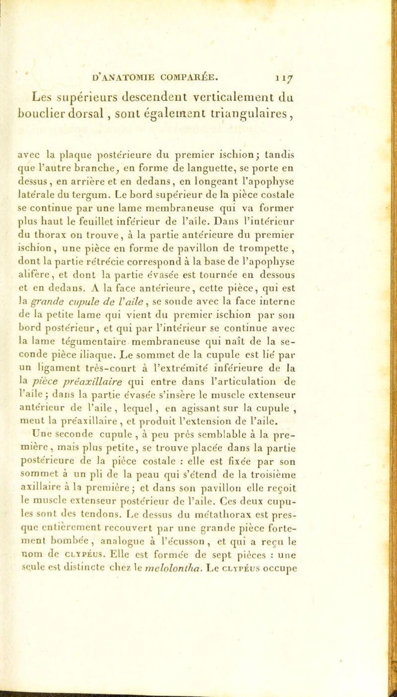 Les supérieurs descendent verticalement du bouclier dorsal, sont également triangulaires, avec la plaque poste'rieure du premier ischion; tandis que l’autre branche, en forme de languette, se porte en dessus, en arrière et en dedans, en longeant l’apophyse late'rale du tergum. Le bord supe'rieur de la pièce costale se continue par une lame membraneuse qui va former plus haut le feuillet infe'rieur de l’aile. Dans l’iute'rieur du thorax on trouve, à la partie ante'rieure du premier ischion, une pièce en forme de pavillon de trompette , dont la partie re'tre'cie correspond à la base de l’apophyse alifère, et dont la partie e'vase'e est tourue'e en dessous et en dedans. A la face anterieure, cette pièce, qui est la grande cupule de l'aile, se soude avec la face interne de la petite lame qui vient du premier ischion par son bord poste'ricur, et qui par l’inte'rieur se continue avec la lame tèguraentaire membraneuse qui naît de la se- conde pièce iliaque. Le sommet de la cupule est lie' par un ligament très-court à l’extre'mite' infe'rieure de la la pièce préaxillaire qui entre dans l’articulation de l’aile ; dans la partie e'vase'e s’insère le muscle extenseur ante'rieur de l’aile, lequel, en agissant sur la cupule , meut la pre'axillaire, et produit l’extension de l’aile. Une seconde cupule , à peu près semblable à la pre- mière, mais plus petite, se trouve place'e dans la partie poste'rieure de la pièce costale : elle est fixe'e par son sommet à un pli de la peau qui s’e'tend de la troisième axillaire à la première; et dans son pavillon elle reçoit le muscle extenseur postérieur de l’aile. Ces deux cupu- les sont des tendons. Le dessus du rne'tathorax est pres- que entièrement recouvert par une grande pièce forte- ment bombe'e , analogue à l’c'cusson , et qui a reçu le nom de clxpéus. Elle est formée de sept pièces : une seule est distincte chez le melolonlha. Le clvpéus occupe