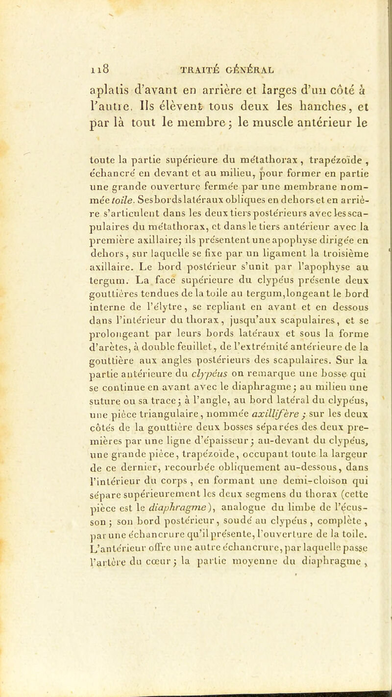 aplalis d’avant en arrière et larges d’un côté à raiilic. Ils élèvent tous deux les hanches, et par là tout le membre j le muscle antérieur le toute la partie supérieure du me'tathorax , trape'zoïde , échancre' en devant et au milieu, pour former en partie une grande ouverture ferme'e par une membrane nom- mée lOi'Ze. Sesbordslatéraux obliques en debors-et en arriè- re s’articulent dans les deux tiersposte'rieurs aveclessca- pulaires du me'tathorax, et dans le tiers antérieur avec la première axillairej ils pre'sentent une apophyse dirige'e en dehors, sur laquelle se fixe par un ligament la troisième axillaire. Le bord poste'rieur s’unit par l’apophyse au tergum. La face supe'rieure du clype'us pre'sente deux gouttières tendues de la tuile au tergum,longeant le bord interne de l’e'lytre, se repliant en avant et en dessous dans l’inte'rieur du thorax, jusqu’aux scapulaires, et se prolongeant par leurs bords late'raux et sous la forme d’arètes, à double feuillet, de l’extre'mité ante'rieure de la gouttière aux angles postérieurs des scapulaires. Sur la partie antérieure du clypéus on remarque une bosse qui se continue en avant avec le diaphragme ) au milieu une suture ou sa trace j à l’angle, au bord late'ral du clype'us, une pièce triangulaire, nomme'e axillifkre ) sur les deux côte's de la gouttière deux bosses se'pare'es des deux pre- mières par une ligne d’e'paisseur • au-devant du clype'us, une grande pièce, trape'zoïde, occupant toute la largeur de ce dernier, recourbe'c obliquement au-dessous, dans l’intérieur du corps, en formant une demi-cloison qui sépare supérieurement les deux segmeus du thorax (cette pièce est le diaphragme)^ analogue du limbe de l’écus- son ; son bord postérieur, soudé au clypéus , complète , par une échancrure qu’il présente, l’ouverture de la toile. L’antérieur olï’re une autre échancrure, par laquelle passe l’artère du cœur J la partie moyenne du diaphragme.