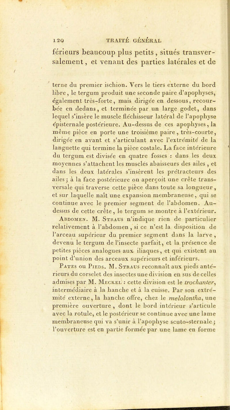 férieurs beaucoup plus petits , situés transver- salement , et venant des parties latérales et de terne du premier ischion. Vers le tiers externe du bord libre, le tergum produit une seconde paire d’apophyses, également très-forte, mais dirige'e en dessous, recour- be'e en dedans, et termine'e par un large godet, dans lequel s’insère le muscle fle'cbisseur late'ral de l’apophyse e'pisternale poste'rieure. Au-dessus de ces apophyses, la même pièce en porte une troisième paire, très-courte, dirige'e en avant et s’articulant avec l’extre'mite' de la languette qui termine la pièce costale. La face inte'rieure du tergum est divise'e en quatre fosses ; dans les deux moyennes s’attachent les musclés abaisseurs des ailes , et dans les deux late'rales s’insèrent les pre'tracteurs des ailes ^ à la face poste'rieure ou aperçoit une crête trans- versale qui traverse cette pièce dans toute sa longueur, et sur laquelle naît une expansion membraneuse, qui se continue avec le premier segment de l’abdomen. Au- dessus de cette crête, le tergum se montre à l’exte'rieur. Abdomen. M. Straus n’indique rien de particulier relativement à l’abdomen , si ce n’est la disposition de l’arceau supe'rieur du premier segment dans la larve , devenu le tergum de l’insecte parfait, et la pre'sence de petites pièces analogues aux iliaques, et qui existent au point d’union des arceaux supe'ricurs et infe'rieurs. Pâtes ou Pieds. M. Straus reconnaît aux pieds ante'- rieurs du corselet des insectes une division en sus de celles admises par M. Meckel : cette division est le trochanter^ intermédiaire à la hanche et à la cuisse. Par son extre'- mite' externe, la hanche olfre, chez le melolontha, une première ouverture , dont le bord inte'rieur s’articule avec la rotule, et le poste'rieur se continue avec une lame membraneuse qui va s’unir à l’apophyse scuto-steruale ; l’ouverture est en partie formée par une lame en forme