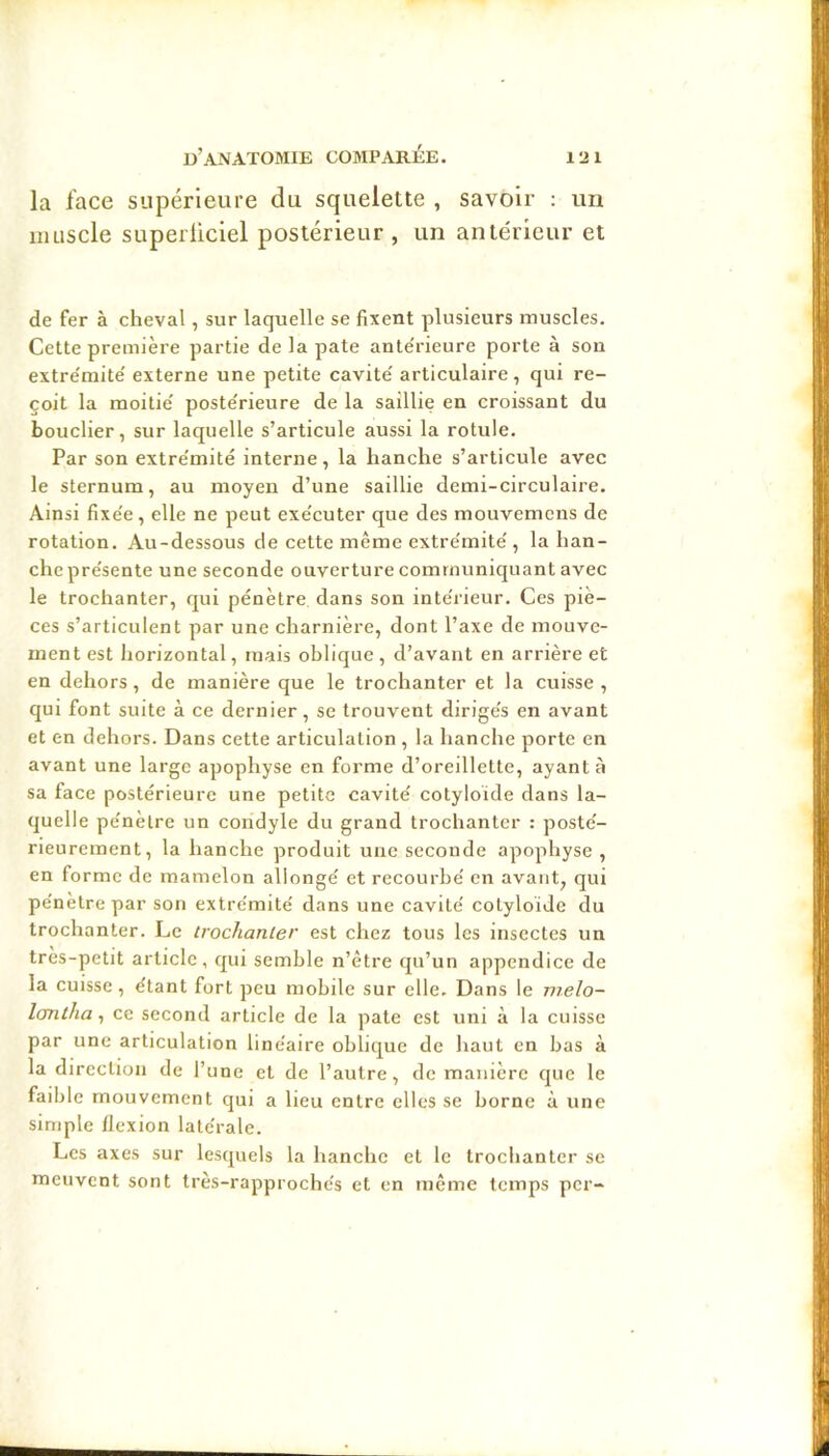 la lace supérieure du squelette , savoir : un iiiLiscle superliciel postérieur , un antérieur et de fer à cheval, sur laquelle se fixent plusieurs muscles. Cette première partie de la pâte ante'rieure porte à son extre'mite' externe une petite cavité' articulaire, qui re- çoit la moitié' poste'rieure de la saillie en croissant du bouclier, sur laquelle s’articule aussi la rotule. Par son extre'mite interne, la hanche s’articule avec le sternum, au moyeu d’une saillie demi-circulaire. Ainsi fixe'e, elle ne peut exe'cuter que des mouvemcns de rotation. Au-dessous de cette même extre'mite', la han- che pre'sente une seconde ouverture communiquant avec le trochanter, qui pénètre dans son inte'rieur. Ces piè- ces s’articulent par une charnière, dont l’axe de mouve- ment est horizontal, mais oblique , d’avant en arrière et en dehors, de manière que le trochanter et la cuisse , qui font suite à ce dernier, se trouvent dirige's en avant et en dehors. Dans cette articulation , la hanche porte en avant une large apophyse en forme d’oreillette, ayant à sa face postérieure une petite cavité' cotyloide dans la- quelle pe'nèlrc un condyle du grand trochanter : poste'- rieurement, la hanche produit une seconde apophyse , en forme de mamelon allonge' et recourbe' en avant, qui pe’nètrepar son extre'mite dans une cavité cotyloide du trochanter. Le irochanler est chez tous les insectes un tres-petit article, qui semble n’être qu’un appendice de la cuisse, étant fort peu mobile sur elle. Dans le melo- lanlJia, ce second article de la pâte est uni à la cuisse par une articulation linéaire oblique de haut en bas à la direction de l’une et de l’autre, de manière que le faible mouvement qui a lieu entre elles se borne à une simple flexion latérale. Les axes sur lesquels la hanche et le trochanter se meuvent sont très-rapprochés et en même temps per-