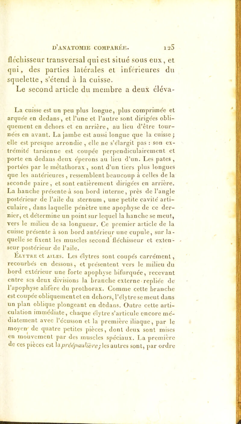 fléchisseur transversal qui est situé sous eux, et qui, des parties latérales et inférieures du squelette, s’étend à la cuisse. Le second article du membre a deux éléva- La cuisse est un peu plus longue, plus comprime'e et arque'e en dedans, et l’une et l’autre sont dirige'es obli- quement en dehors et en arrière, au lieu d’èlre tour- ue'es en avant. La jambe est aussi longue que la cuisse j elle est presque arrondie , elle ne s’élargit pas : son ex- trémité tarsienne est coupée perpendiculairement et porte en dedans deux éperons au lieu d’un. Les pâtes , portées par le métathorax , sont d’un tiers plus longues que les antérieures, ressemblent beaucoup à celles de la seconde paire, et sont entièrement dirigées en arrière. La hanche présente à son bord interne, près de l’angle postérieur de l’aile du sternum , une petite cavité arti- culaire, dans laquelle pénètre une apophyse de ce der- nier, et détermine nn point sur lequel la hanche se meut, vers le milieu de sa longueur. Ce premier article de la cuisse présente à son bord antérieur une cupule, sur la- quelle se fixent les muscles second fléchisseur et exten- seur postérieur de l’aile. Elytre et AILES. Les élytres sont coupés carrément, recourbés en dessous, et présentent vers le milieu du bord extérieur une forte apophyse bifurquée, recevant entre scs deux divisions la branche externe repliée de l’apophyse ahfère du prolhorax. Comme cette branche est coupée obliquementet en dehors, l’ély tre se meut dans un plan oblique plongeant en dedans. Outre cette arti- culation immédiate, chaque élytre s’articule encore mé- diatement avec l’écusson et la première iliar|ue, par le moyen de quatre petites pièces, dont deux sont mises en mouvement par des muscles spéciaux. La première de ces pièces est \<xpréépaulière; les autres sont, par ordre