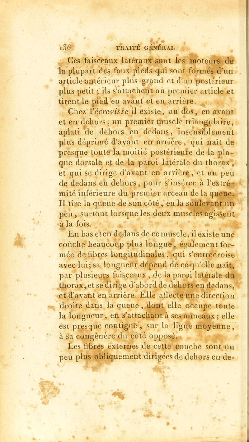 Ces faisceaux latéraux sont les moteurs de la plupart des faux pieds qui sont formés d’un article antérieur plus grijiid et d’un postérieur plus petit ; ils s’attachent au premier article et tirent le pied en avant et en arrière. Chez Vécrevisse il existe, au dos, en avant et en dehors , un premier muscle triangulaire, aplati de dehors en dedans, insensiblement plus déprimé d’avant en arrière, qui naît de presque toute la moitié postérieure de la pla- que dorsale et de la paroi latérale du thorax, et qui se dirige d’avant en arrière, et un peu de dedans en dehors, pour s’insérer à l’extré- mité inférieure du premier arceau delà queue. Il tire la queue de son côté, en la soulevant un peu , surtout lorsque les deux muscles agissent à la fois. En bas eten dedans de ce muscle, il existe une couche beaucoup plus longue, également for- mée défibrés longitudinales, qui s’entrecroise avec luij sa longueur dépend de ce qu’elle naît, par plusieut;s faisceaux, de la paroi latérale du thorax, et se dirige d'abord de dehors eu dedans, et d’avant en arrière. Elle affecte une direction droite dans la queue , dont elle occupe toute la longueur, en s’attachant à ses anneaux j elle est presque contiguë , sur la ligue moyenne, à sa congénère du côté opposé. Les fibres externes de cette couche sont un peu plus obliquement dirigées de dehors en de-