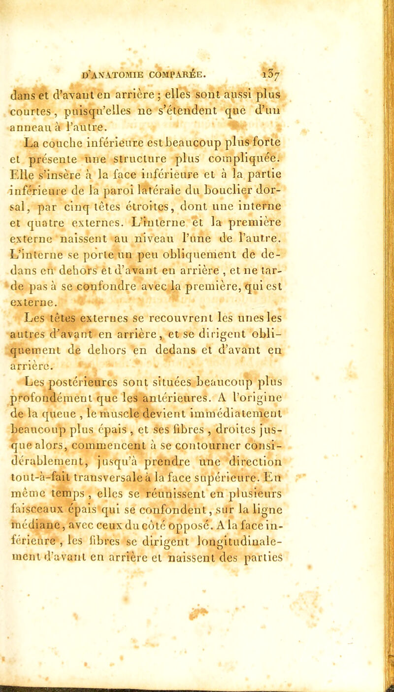 dans et d’avant en arrière; elles sont aussi plus courtes, puisqu’elles ne s’étendent que d’un anneau à l’autre. La couche inférieure est beaucoup plus forte et pi-ésente une structure plus compliquée. Elle s’insère à la face inférieure et à la partie inférieure de la paroi latérale du bouclier dor- sal, par cinq têtes étroites, dont une interne et quatre externes. L’interne et la première externe naissent au niveau l’une de l’autre. L’Interne se porte un peu obliquement de de- dans en dehors’ èt d’avant eu arrière , et ne tar- de pas à se confondre avec.la première, qui est externe. Les têtes externes se recouvrent les unes les autres d’avant en arrière, et se dirigent obli- quement de dehors en dedans et d’avant en arrière. Les postérieures sont situées beaucoup plus profondément que les antérieures. A l’origine de la queue , le muscle devient immédiatement beaucoup plus épais , et ses fibres , droites jus- que alors, commencent à se contourner consi- dérablement, jusqu’à prendre une direction tout-à-fali transversale à la face supérieure. En même temps , elles se réunissent en plusieurs faisceaux épais'qui se confondent, sur la ligne médiane, avec ceux du côté opposé. A la face in- férieure , les fibres se dirigent longitudinale- ment d’avant en arrière et naissent des parties