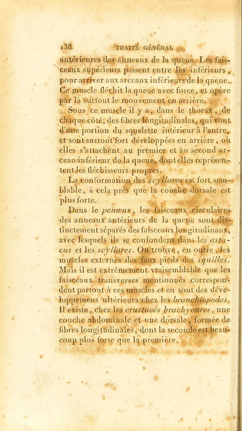 antérieures des anneaux de la queue. Les fais- ceaux supérieurs passent entre les inférieurs ,, pour arriver aux arceaux inférieurs de la queue.. | Ce muscle fléchit la queue avec force, et opère | par là surtout le mouvement en arrière. Sous ce muscle il y a, dans le thorax , de chaque côté, des fibres' longitudinales, qui vont d’une portion du squelette intérieur à l’autre, et sont surtout fort développées en arrière, où elles s’attachent au premier et au second ar- ceau inférieur de là queue, dont elles représen- , lent les fléchisseurs propres. La conforma il on des scyllares est fort sein- i blable, à cela près que la couche dorsale est plus forte. i Dans le penœus , les faisceaux circulaires | des anneaux antérieurs de la qucpe sont dis- |; linciement séparés des faisceaux longitudinaux, i avec lesquels ils se confondent dans les asta^ ' eus et les scjllares. On trouve, eu outre , les muscles externes des faux pieds des squilles. | Mais il est extrêmement vraisemblable que les j faisceaux iransverses mentionnés correspon- 1, dent partout à ces muscles et en sont des déve- t loppemens ultérieurs chez les branchiopodes. 11 existe, chez les crustacés hrachyourcs, une i couche abdominale et une dorsale, formée de fibres longitudinales, dont la seconde est beau- coup plus forte que la première.
