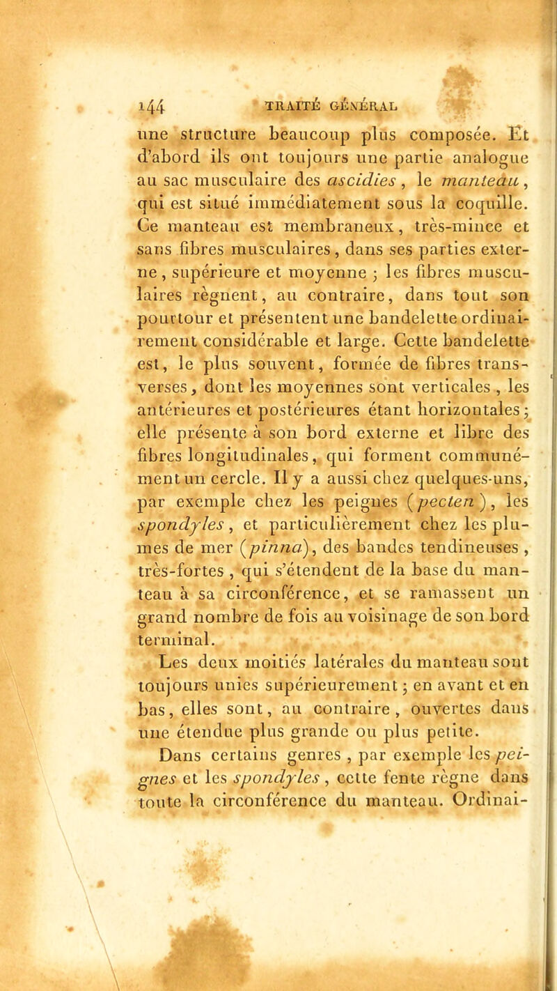 une Structure beaucoup plus composée. Et d’abord ils ont toujours une partie analogue au sac musculaire des ascidies , le manteau ^ qui est situé immédiatement sous la coquille. Ce manteau est membraneux, très-mince et sans fibres musculaires , dans ses parties exter- ne , supérieure et moyenne 3 les fibres muscu- laires régnent, au contraire, dans tout son pourtour et présentent une bandelette ordinai- rement considérable et large. Cette bandelette est, le plus souvent, formée de fibres trans- verses, dont les moyennes sont verticales , les antérieures et postérieures étant horizontales 3 elle présente à son bord externe et libre des fibres longitudinales, qui forment communé- ment un cercle. Il y a aussi chez quelques-uns, par exemple chez les peignes (^pecten^ ^ les spondyles, et particulièrement chez les plu- mes de mer (^pinnai), des bandes tendineuses , très-fortes , qui s’étendent de la base du man- teau à sa circonférence, et se ramassent un grand nombre de fois au voisinage de son bord terminal. Les deux moitiés latérales du manteau sont toujours unies supérieurement 3 en avant et en bas, elles sont, au contraire, ouvertes dans une étendue plus grande ou plus petite. Dans certains genres , par exemple les pei- gnes et les spondjles, cette fente règne dans toute la circonférence du manteau. Ordinai-