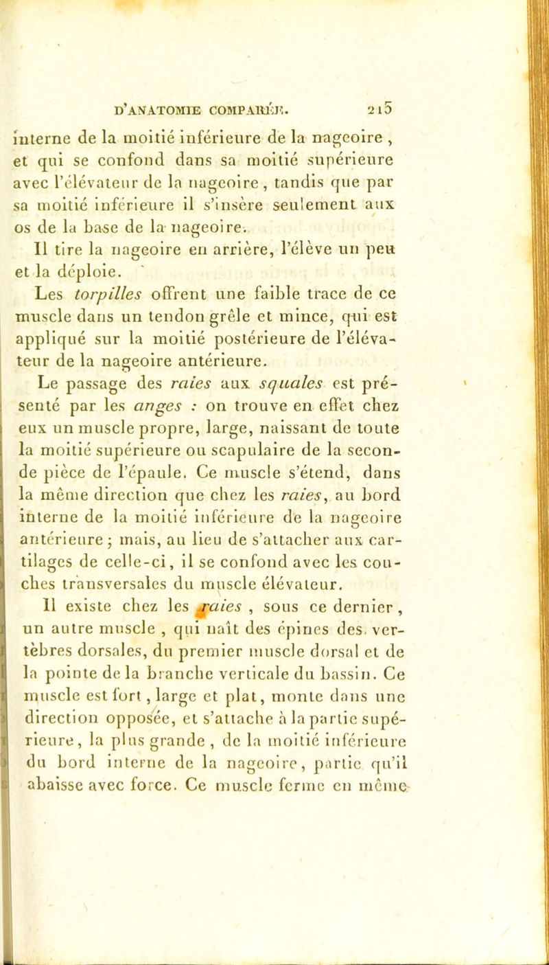 îuierne de la moitié inférieure de la nageoire , et qui se confond dans sa moitié supérieure avec l’élévateur de la nageoire , tandis que par sa moitié inférieure il s’insère seulement aux / os de lu base de la nageoire. 11 tire la nageoire en arrière, l’élève un peu et la déploie. Les torpilles offrent une faible trace de ce muscle dans un tendon grêle et mince, qui est appliqué sur la moitié postérieure de l’éléva- teur de la nageoire antérieure. Le passage des raies aux squales est pré- senté par les anges : on trouve en effet chez eux un muscle propre, large, naissant de toute la moitié supérieure ou scapulaire de la secon- de pièce de l’épaule. Ce muscle s’étend, dans la même direction que chez les raies, au bord interne de la moitié inférieure de la nageoire antérieure ; mais, au lieu de s’attacher aux car- tilages de celle-ci, il se confond avec les cou- ches transversales du muscle élévateur. 11 existe chez \es ^aies , sous ce dernier, un autre muscle , qui naît des éjilnes des. ver- tèbres dorsales, du premier muscle dorsal et de la pointe delà branche verticale du bassin. Ce muscle est fort, large et plat, monte dans une direction opposée, et s’attache à la partie supé- rieure , la plus grande , de la moitié inférieure } du bord interne de la nageoire, partie qu’il t abaisse avec force. Ce muscle ferme en même