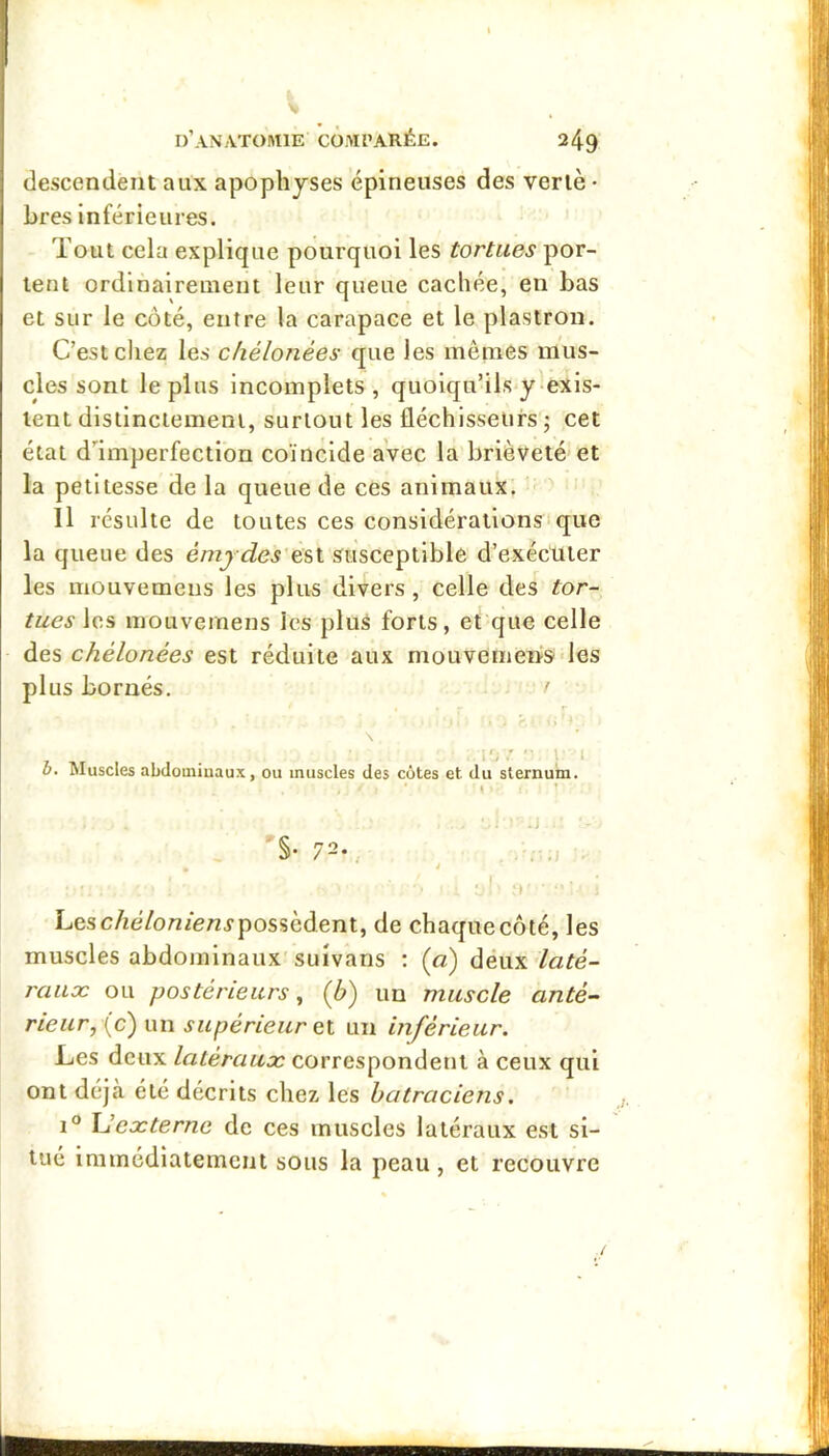 descendent aux apophyses épineuses des verlè • bres inférieures. Tout cela explique pourquoi les tortues por- tent ordinairement leur queue cachée, en bas et sur le côté, entre la carapace et le plastron. C’est chez les chélonées que les mêmes mus- cles sont le plus incomplets, quoiqu’ils-y exis- tent dislinciemeni, surtout les fléchisseurs j cet état d’’imperfection coïncide avec la brièveté et la petitesse de la queue de ces animaux. Il résulte de toutes ces considérationsique la queue des émydes'esl susceptible d’exécuter les mouvemeus les plus divers, celle des tor- tues \o.s mouvernens les plus forts, et que celle des chélonées est réduite aux mouvemeiisdes plus bornés. ' ' • ' - i » * . \ 1'; '• l:' i ü. Muscles abdominaux, ou muscles des cotes et du sternum. \ ’ '§•72., ^ ^ V ' ■ > ■ I Lesc/ieVon/en^possèdent, de chaque côté, les muscles abdominaux suivans : (a) deux laté- raux ou postérieurs ^ (b) un muscle anté- rieur,\c) un supérieur et un inférieur. Les deux latéraux correspondent à ceux qui ont déjà été décrits chez les batraciens. 1° externe de ces muscles latéraux est si- tué immédiatement sous la peau, et recouvre