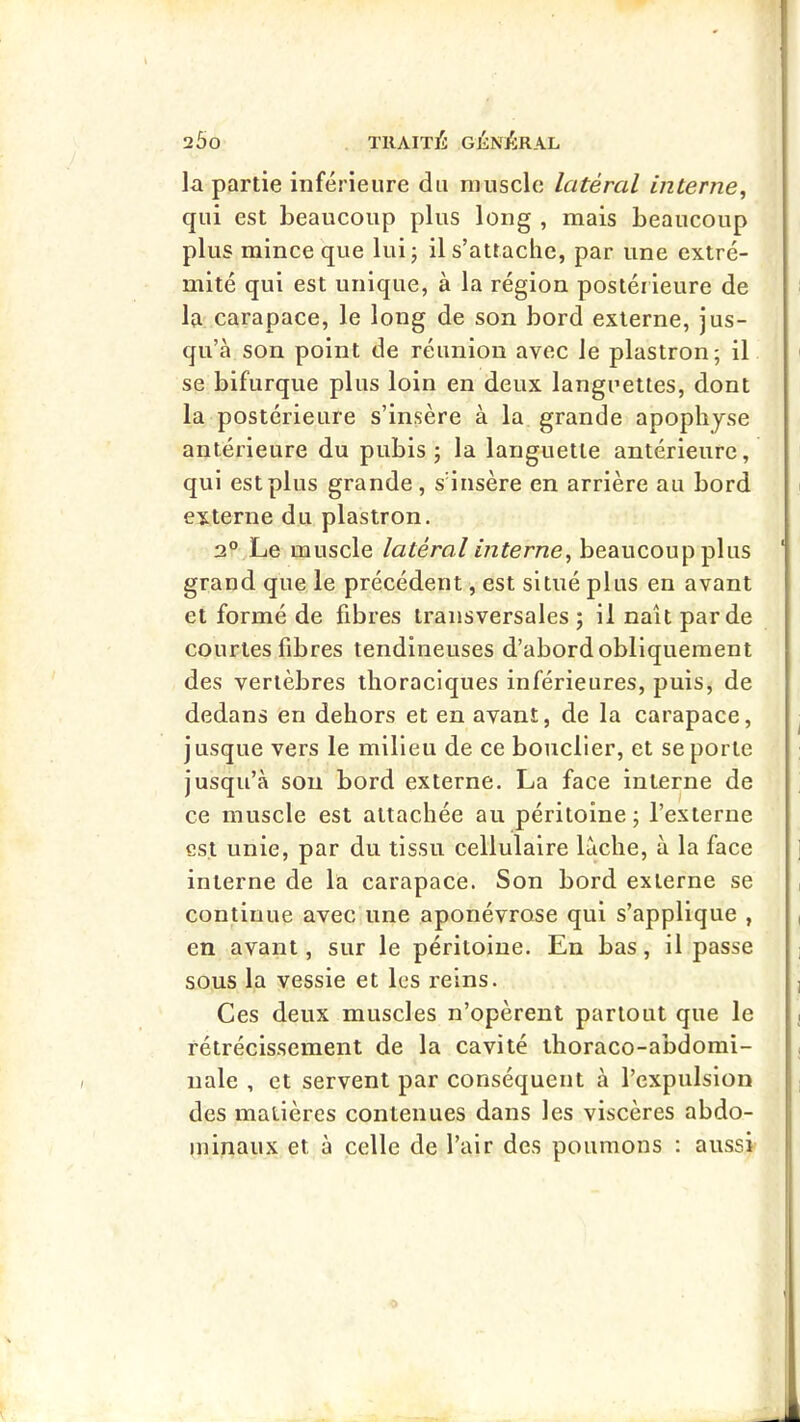la partie inférieure du muscle latéral interne^ qui est beaucoup plus long , mais beaucoup plus mince que lui; il s’attache, par une extré- mité qui est unique, à la région postérieure de la carapace, le long de son bord externe, jus- qu’à son point de réunion avec le plastron; il se bifurque plus loin en deux languettes, dont la postérieure s’insère à la grande apophyse antérieure du pubis; la languette antérieure, qui est plus grande, sdiisère en arrière au bord externe du plastron. 2° Le muscle latéral interne^ beaucoup plus grand que le précédent, est situé plus en avant et formé de fibres transversales; il naît par de courtes fibres tendineuses d’abord obliquement des vertèbres thoraciques inférieures, puis, de dedans en dehors et en avant, de la carapace, jusque vers le milieu de ce bouclier, et se porte jusqu’à sou bord externe. La face interne de ce muscle est attachée au péritoine ; l’externe est unie, par du tissu cellulaire lâche, à la face interne de la carapace. Son bord externe se continue avec une aponévrose qui s’applique , en avant, sur le péritoine. En bas, il passe sous la vessie et les reins. Ces deux muscles n’opèrent partout que le rétrécissement de la cavité thoraco-abdomi- nale , et servent par conséquent à l’expulsion des matières contenues dans les viscères abdo- minaux et à celle de l’air des poumons : aussi