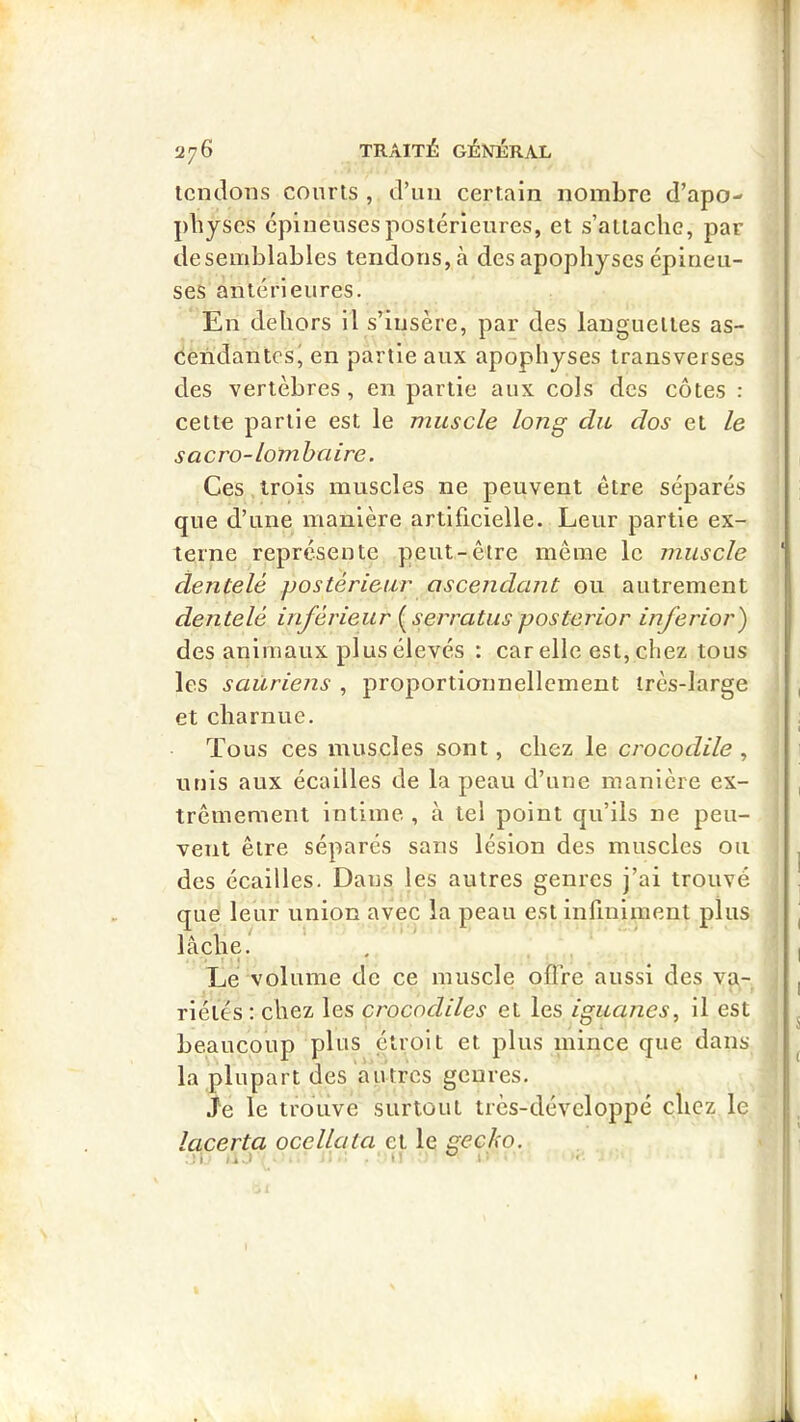 tendons conrls , d’un certain nombre d’apo- physes eplueusespostérieures, et s’attache, par desemblables tendons, à des apophyses épineu- ses antérieures. En dehors il s’insère, par des languettes as- cendantes' en partie aux apophyses transverses des vertèbres, en partie aux cols des côtes : cette partie est le muscle long du dos et le s acro-lombaire. Ces.trois muscles ne peuvent être séparés que d’une manière artificielle. Leur partie ex- terne représente peut-être même le muscle dentelé postérieur ascendant ou autrement dentelé inférieur {^serratusposterior inferior) des animaux plus élevés : car elle est, chez tous les sauriens , proportionnellement très-large et charnue. Tous ces muscles sont, chez le crocodile , unis aux écailles de la peau d’une manière ex- trêmement intime, à tel point qu’ils ne peu- vent être séparés sans lésion des muscles ou des écailles. Dans les autres genres j’ai trouvé que leur union avec la peau est infiniment plus lâche. I « Le volume de ce muscle offre aussi des va- riétés : chez les crocodiles et les iguanes, il est beaucoup plus étroit et plus mince que dans la plupart des autres genres. Je le trouve surtout très-développé chez le lacerta ocellala et le gecho. ji -ij I' ^