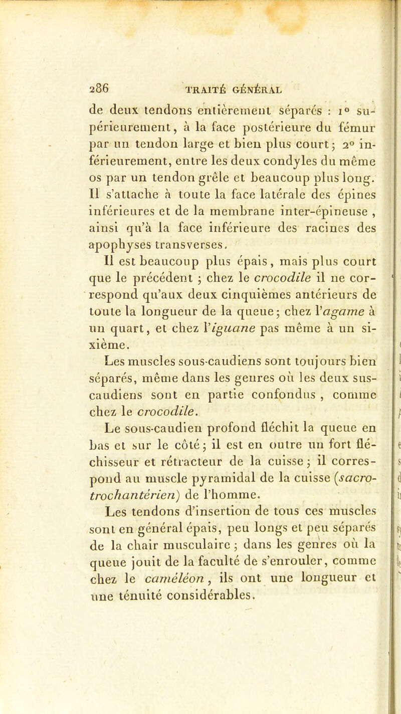 de deux tendons entièrement sépares : su- périeurement, à la face postérieure du fémur par un tendon large et bien plus court; 2“ in- férieurement, entre les deux condyles du même os par un tendon grêle et beaucoup plus long. Il s’attache à toute la face latérale des épines inférieures et de la membrane inter-épineuse , ainsi qu’à la face inférieure des racines des apophyses transverses. Il est beaucoup plus épais, mais plus court que le précédent ; chez le crocodile il ne cor- respond qu’aux deux cinquièmes antérieurs de toute la longueur de la queue; chez Vagame à un quart, et chez Viguane pas même à un si- xième. Les muscles sous-caudiens sont toujours bien séparés, même dans les genres où les deux sus- caudiens sont en partie confondus , comme chez le crocodile. Le sous-caudlen profond fléchit la queue en bas et sur le côté; il est en outre un fort flé- chisseur et rétracteur de la cuisse ; il corres- pond au muscle pyramidal de la cuisse (sacro- trochantérien) de l’homme. Les tendons d’insertion de tous ces muscles sont en général épais, peu longs et peu séparés de la chair musculaire ; dans les genres où la queue jouit de la faculté de s’enrouler, comme chez le caméléon , ils ont une longueur et une ténuité considérables.