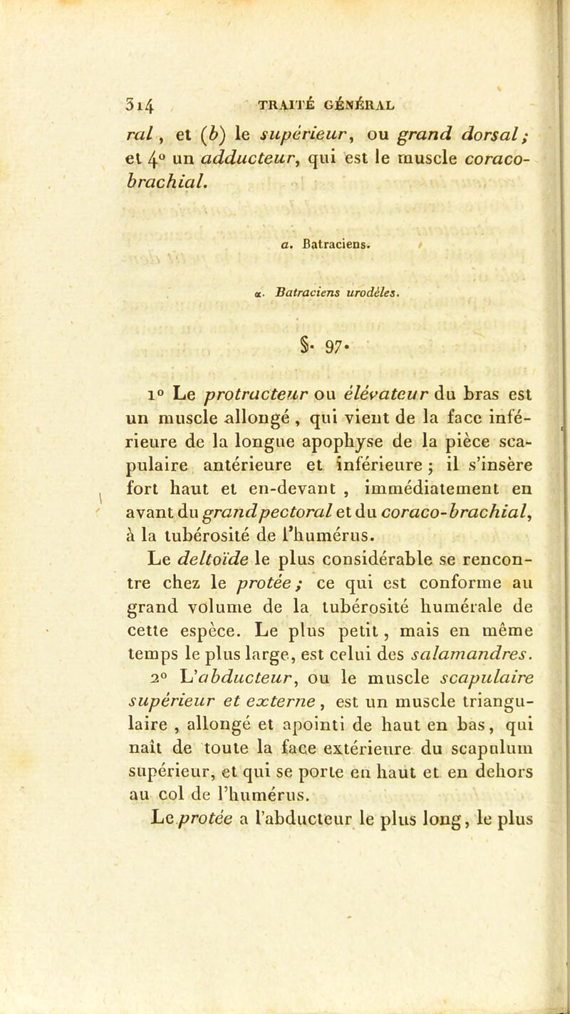 5l4 TRAITÉ GÉNÉRAL m/, et (b) le supérieur^ ou grand dorsal; et 4 un adducteur^ qui est le muscle coraco- brachial. a. Batraciens. \ ’ ’ a- Batraciens urodéles. §• 97* 1° Le protracteur ou élévateur du bras est un muscle allongé , qui vient de la face infé- rieure de la longue apophyse de la pièce sca- pulaire antérieure et inférieure ; il s’insère ^ fort haut et en-devant , immédiatement en ' avant du grandpectoral et du coraco-brachial^ à la tubérosité de l’humérus. Le deltoïde le plus considérable se rencon- tre chez le protée ; ce qui est conforme au grand volume de la tubérosité humérale de cette espèce. Le plus petit, mais en même temps le plus large, est celui des salamandres. 2 \Jabducteur^ ou le muscle scapulaire supérieur et externe, est un muscle triangu- laire , allongé et apointi de haut en bas, qui naît de toute la face extérieure du scapulum supérieur, et qui se porte en haut et en dehors au col de l’humérus. ViO protée a l’abducteur le plus long, le plus J