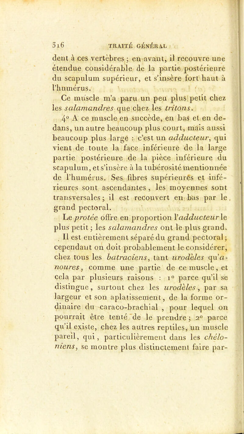 dent à ces vertèbres ; en avant, il recouvre une étendue considérable de la partie postérieure du scapulum supérieur, et s’insère fort haut à l’humérus. , , Ce muscle m’a paru un peu plus petit chez les salamandres que chez les tritons. 4° A ce muscle en succède, en bas et en de- dans, un autre beaucoup plus court, mais aussi beaucoup plus large : c’est un addactear^ qui vient de toute la face inférieure de la large partie postérieure de la pièce inférieure du scapulum, et s’insère à la tubérosité mentionnée de l’humérus. Ses fibres supérieuré^s et infé- rieures sont ascendantes , les moyennes sont transversales j il est recouvert en bas par le, grand pectoral. Le protée offre en proportion \adducteur \e plus petit 5 les salamandres ont le plus grand. Il est entièrement séparé du grand pectoral; cependant on doit probablement le considérer, chez tous les batraciens^ tant urod'eles qu’a- noures, comme une partie de ce muscle, et cela par plusieurs raisons : i° parce qu’il se distingue, surtout chez les urodèles, par sa largeur et son aplatissement, de la forme or- dinaire du 'Caraco-brachial , pour lequel on pourrait être tenté 'de le prendre ; 2° parce qu’il existe, chez les autres reptiles, un muscle pareil, qui, particulièrement dans les chélo- niens, se montre plus distinctement faire par-