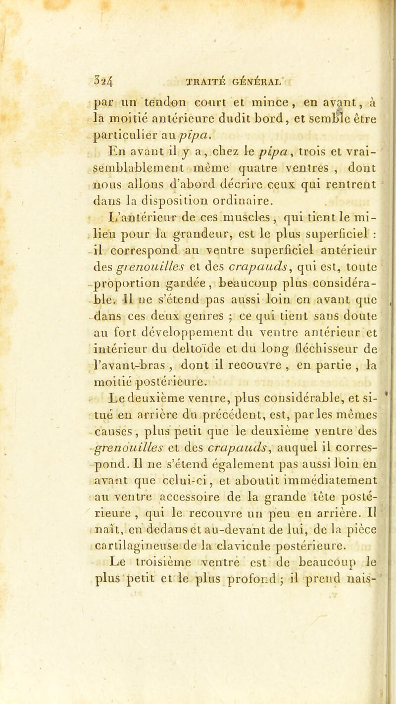par un temlon couiT et mince, en avant, à la moitié antérieure dudit bord, et semble être particulier au pipa. En avant il j a, chez le pipa., trois et vrai- semblablement meme quatre ventres , dont nous allons d’abord décrire ceux qui rentrent dans la disposition ordinaire. L’antérieur de ces muscles , qui tient le mi- lieu pour la grandeur, est le plus superficiel : -il correspond au ventre superficiel antérieur des grenouilles et des crapaudsqui est, toute -proportion gardée, beaucoup plus considéra- ble. 11 ne s’étend pas aussi loin en avant que -dans ces deux genres ; ce qui tient sans doute au fort développement du ventre antérieur et intérieur du deltoïde et du long fléchisseur de l’avant-bras , dont il recouvre , en partie , la moitié postérieure. Le deuxième ventre, plus considérable, et si- tué en arrière du précédent, est, parles mêmes causes, plus petit que le deuxième ventre des -grenouilles et des crapaudsauquel il corres- -pond. Il ne s’étend également pas aussi loin eu avant que celui-ci, et aboutit immédiatement au ventre accessoire de la grande tête poslé- '' rleure , cpii le recouvre un peu en arrière. Il naît, en dedans et au-devant de lui, de la pièce cartilagineuse'de la clavicule postérieure. Le troisième ventre est de beaucoup le plus petit et le plus profond; il prend nais-