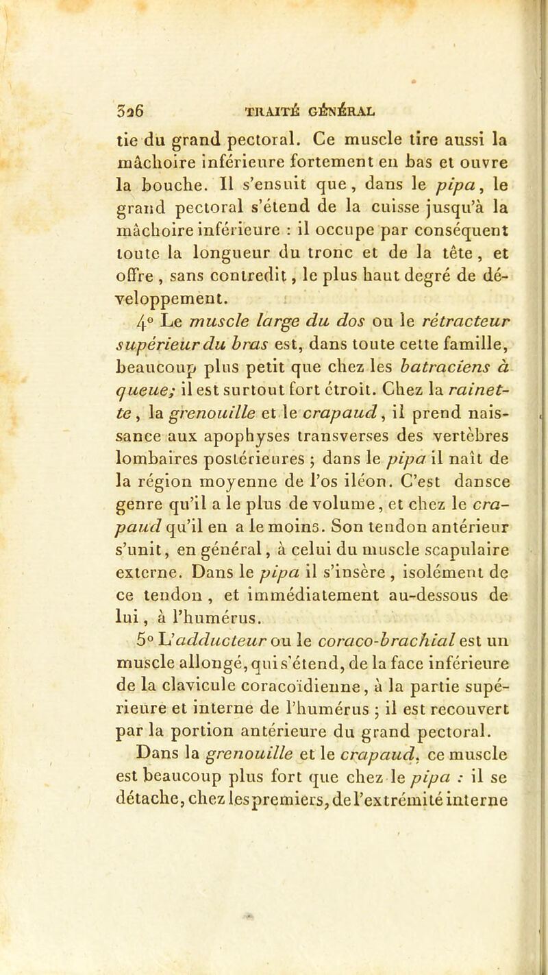 tie du grand pectoral. Ce muscle tire aussi la mâchoire Inférieure fortement en bas et ouvre la bouche. Il s’ensuit que, dans le pipa ^ le grand pectoral s’étend de la cuisse jusqu’à la mâchoire inférieure : il occupe par conséquent toute la longueur du tronc et de la tête , et offre , sans contredit, le plus haut degré de dé- veloppement. /|.o Le muscle large du dos ou le rétracteur supérieur du bras est, dans toute celte famille, beaucoup plus petit que chez les batraciens à queue; il est surtout fort étroit. Chez la rainet- te ^ la grenouille et le crapaud ^ il prend nais- sance aux apophyses iransverses des vertèbres lombaires postérieures ; dans le pipa il naît de la région moyenne de l’os iléon. C’est dansce genre qu’il a le plus de volume, et chez le cra- paud qu’il en a le moins. Son tendon antérieur s’unit, en général, à celui du muscle scapulaire externe. Dans le pipa il s’insère , isolément de ce tendon , et immédiatement au-dessous de lui, à l’humérus. 5° adducteur ou le coraco-brachial est un muscle allongé, qui s’étend, de la face inférieure de la clavicule coracoidienne, à la partie supé- rieure et interne de l’humérus j il est recouvert par la portion antérieure du grand pectoral. Dans la grenouille et le crapaud, ce muscle est beaucoup plus fort que chez le pipa : il se détache, chezlespremiers,de l’extrémité interne