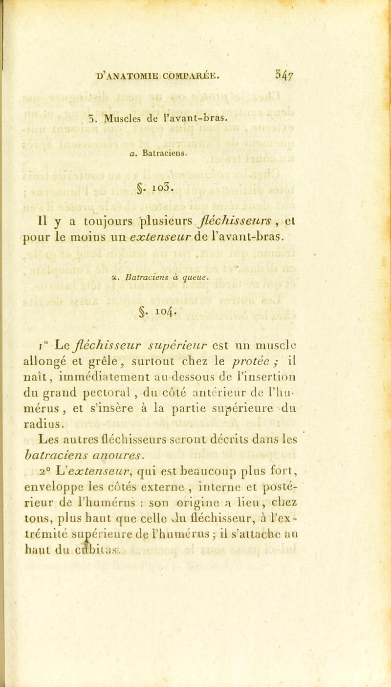 5. Muscles de l’avant-bras. a. Batraciens. §. io3. Il y a toujours plusieurs Jléchisseurs , et pour le moins un extenseur l’avant-bras. a. Batraciens à queue. §. 104. Le Jléchisseur supérieur est un muscle allongé et grêle, surtout chez le protée ; il naît, immédiatement au dessous de l’insertion du grand pectoral , du côté anterieur de l’iiu- mérus , et s’insère à la partie supérieure 'du radius. Les autres fléchisseurs seront décrits dans les batraciens anoures. 2° \Jextenseur, qui est beaucoup plus fort, enveloppe les côtés externe , Interne et posté- rieur de l’humérus : son origine a lieu, chez tous, plus haut que celle du fléchisseur, à l’ex- trémité supérieure de l’humérus ; il s’attache au haut du cubitus. É