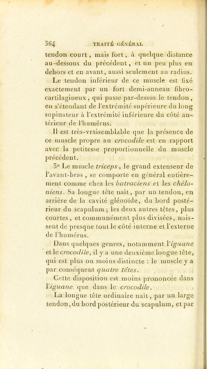 tendon court , mais fort, à quelque distance au-dessous du précédent, et un peu plus en dehors et en avant, aussi seulement au radius. Le tendon inférieur de ce muscle est fixé exactement par un fort demi-anneau fibro- cartilagiiieux, qui passe par-dessus le tendon, eu s’étendant de l’extrémité supérieure du long supinateur à l’extrémité inférieure du côté an- térieur de l’humérus. 11 est très-vraisemblable que la présence de ce muscle propre au crocodile est en rapport avec la petitesse proporlionnelle du muscle précédent. 3° Le muscle triceps, le grand extenseur de l’avant-bras , se comporte en général entière- ment comme chez les batraciens et les chélo- niens. Sa longue tête naît, par un tendon, en arrière de la cavité gléuoïde, du bord posté- rieur du scapulum ; les deux autres têtes , plus courtes , et communément plus divisées, nais- sent de presque tout le côté interne et l’exlerne de l’h umérus. Dans quelques genres, notamment Viguane et le crocodile^ J ^ deuxième longue tête, qui est plus ou moins distincte : le muscle y a par conséquent quatre têtes. Cette disposition est moins prononcée dans \iguane que dans le crocodile. • La longue tête ordinaire naît, par un large tendon, du bord postérieur du scapulum, et par