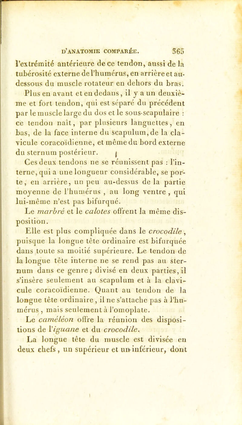 l’exlrémité antérieure de ce tendon, aussi de la tubérosité externe de l’humérus, en arrière et au- • dessous du muscle rotateur en dehors du bras. Plus en avant et en dedans, il y a un deuxiè- me et fort tendon, qui est séparé du précédent par le muscle large du dos et le sous-scapulaire : ce tendon naît, par plusieurs languettes, en bas, de la face interne du scapulum,de la cla- vicule coracoïdienne, et même du bord externe du sternum postérieur. | Ces deux tendons ne se réunissent pas : l’in- terne, qui a une longueur considérable, se por- te , en arrière, un peu au-dessus de la partie moyenne de l’humérus , au long ventre , qui lui-même n’est pas bifurqué. Le marbré et le calotes oftVent la même dis- position. Elle est plus compliquée dans le crocodile^ puisque la longue tête ordinaire est bifurquée dans toute sa moitié supérieure. Le tendon de la longue tête interne ne se rend pas au ster- num dans ce genre; divisé en deux parties, il s’insère seulement au scapulum et à la clavi- cule coracoïdienne. Quant au tendon de la longue tête ordinaire , il ne s’attache pas à l’hu- mérus , mais seulement à l’omoplate. Le caméléon offre la réunion des disposi- tions de Viguane et du crocodile. La longue tête du muscle est divisée en deux chefs, un supérieur et un-inférieur, dont I