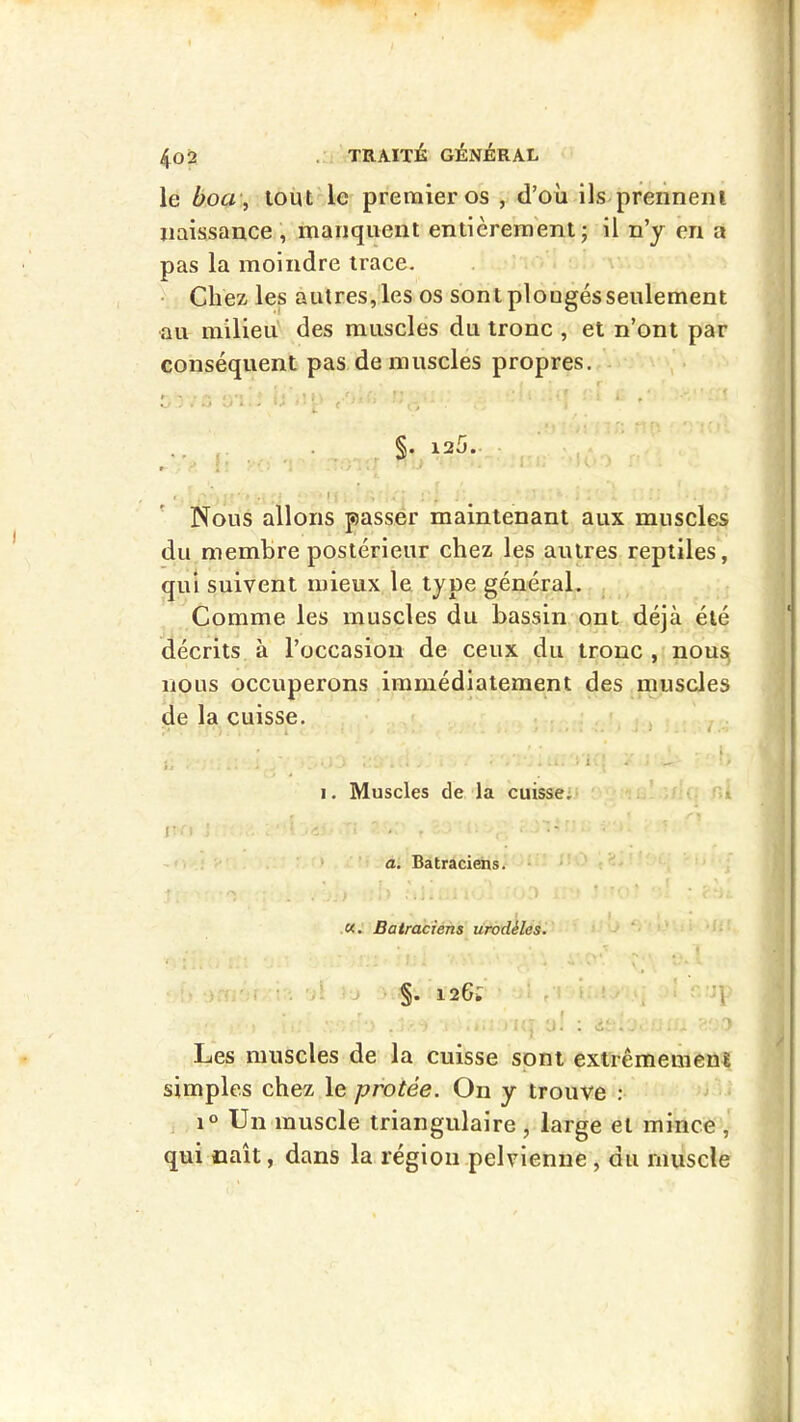 le boa ., loiU le premier os , d’où ils preiineni naissance , manquent entièrement; il n’y en a pas la moindre trace. • Chez les autres, les os sont plongés seulement au milieié des muscles du tronc , et n’ont par conséquent pas de muscles propres. .J - ■ ' .. §• 125.. . , J Nous allons passer maintenant aux muscles du membre postérieur chez les autres reptiles, qui suivent mieux le type général. Comme les muscles du bassin ont déjà été décrits à l’occasion de ceux du tronc , nousi nous occuperons immédiatement des muscles de la cuisse. i l 1 . - I. Muscles de la cuissei' uî I' ■ ■ ' a. Batraciens. • * ^ «. Batraciens urvdlles. •. ! : ■ i - §. 126; » , 'I. 1 o: Les muscles de la cuisse sont extrêmemeni simples chez le protée. On y trouve : , 1° Un muscle triangulaire , large et mince , qui naît, dans la région pelvienne , du muscle