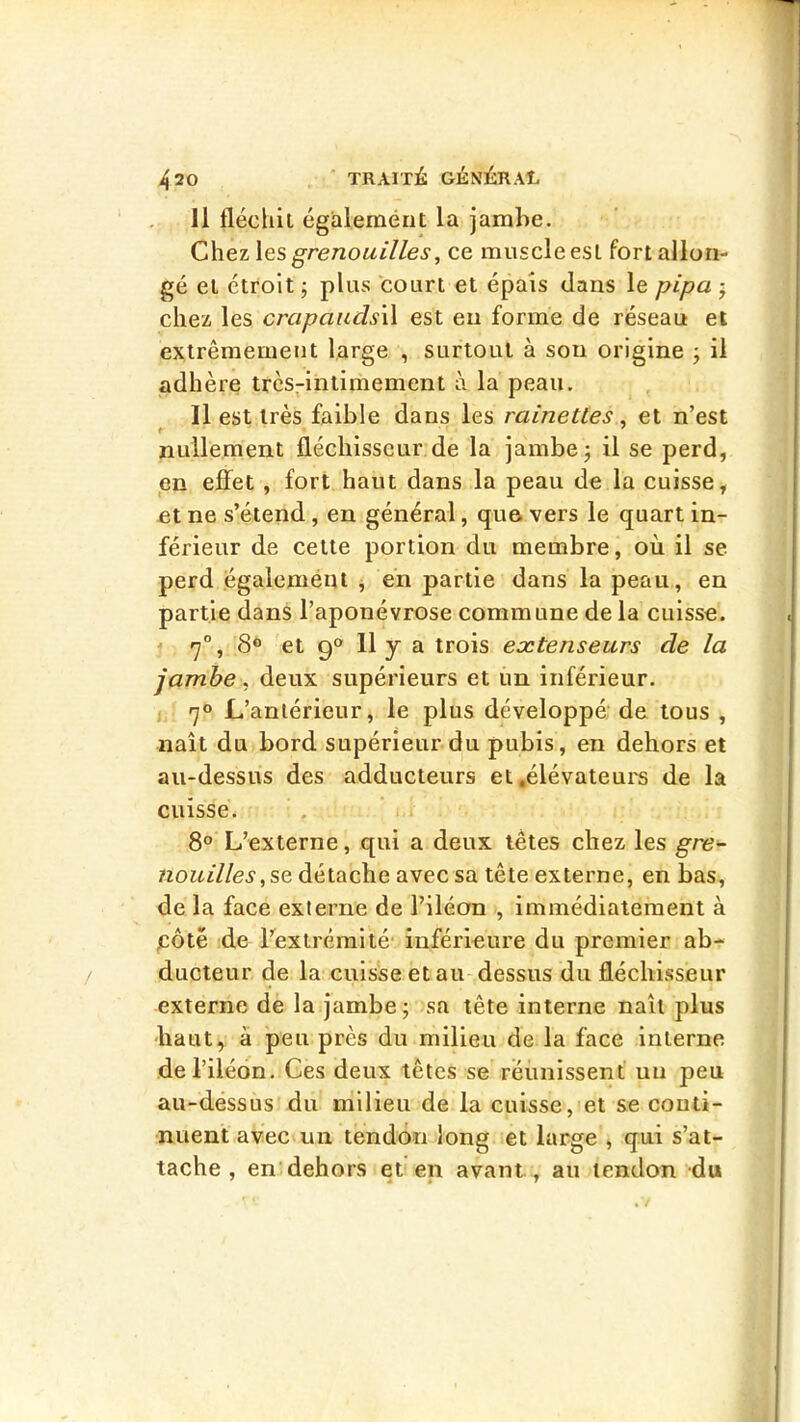 Il flécliii égalemént la jarahe. Chez \es grenouilles, ce muscle est fort allon- gé el étroit ; plus court et épais dans le pipa j chez les crapaudsW est en forme de réseau et extrêmement large , surtout à sou origine , il adhère très-intimement à la peau. Il est très faible dans les rainettes, et n’est t * nullement fléchisseur de la jambe j il se perd, en effet , fort haut dans la peau de la cuisse, et ne s’étend, en général, que vers le quart in- férieur de celte portion du membre, où il se perd égalemént ^ en partie dans la peau, eu partie dans l’aponévrose commune delà cuisse. 1 7°, 8® et 9® 11 y a trois extenseurs de la jambe, deux supérieurs et un inférieur. 7® L’antérieur, le plus développé de tous , naît du bord supérieur du pubis, en dehors et au-dessus des adducteurs et .élévateur de la cuisse. 8® L’externe, qui a deux têtes chez les gre- nouilles,se détache avec sa tête externe, en bas, de la face externe de l’iléon , immédiatement à jcôtë -de l’extrémité' inférieure du premier ab- ducteur de la cuisse et au dessus du fléchisseur externe de la jambe j sa tête interne naît plus haut, à peu près du milieu de la face interne de l’iléon. Ces deux têtes se réunissent un peu au-dessus du milieu de la cuisse, et se conti- nuent avec un tendon long et large , qui s’at- tache , en dehors et en avant , au tendon du