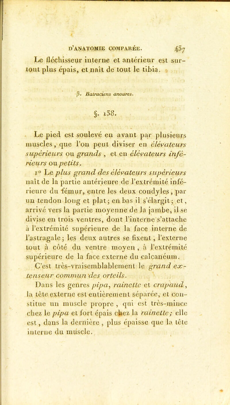Le fléchisseur interne et antérieur est sur- tout plus épais, et naît de tout le tibia, p. Batraciens anoures. §. x38. . Le pied est soulevé en avant par plusieurs muscles, que l’on peut diviser en élévateurs supérieurs ou grands , et en élévateurs infé- rieurs ou petits. I® Le plus grand des élévateurs supérieurs naît de la partie antérieure de l’extrémité infé- rieure du fémur, entre les deux condjles, par un tendon long et plat; en bas il s’élargit; et, arrivé vers la partie moyenne de la jambe, il se divise en trois ventres, dont l’interne s’attache à l’extrémité supérieure de la face interne de l’astragale; les deux autres se fixent, l’externe tout à côté du ventre moyen , à l’extrémité supérieure de la face externe du calcanéum. C’est très-vraisemblablement le grand ex- tenseur commun des orteils. Dans les genres pipa., rainette et crapaud, la tète externe est entièrement séparée, et con- stitue un muscle propre , qui est très-mince chez le pipa et fort épais chez la rainette; elle est, dans la dernière , plus épaisse que la tète interne du muscle.
