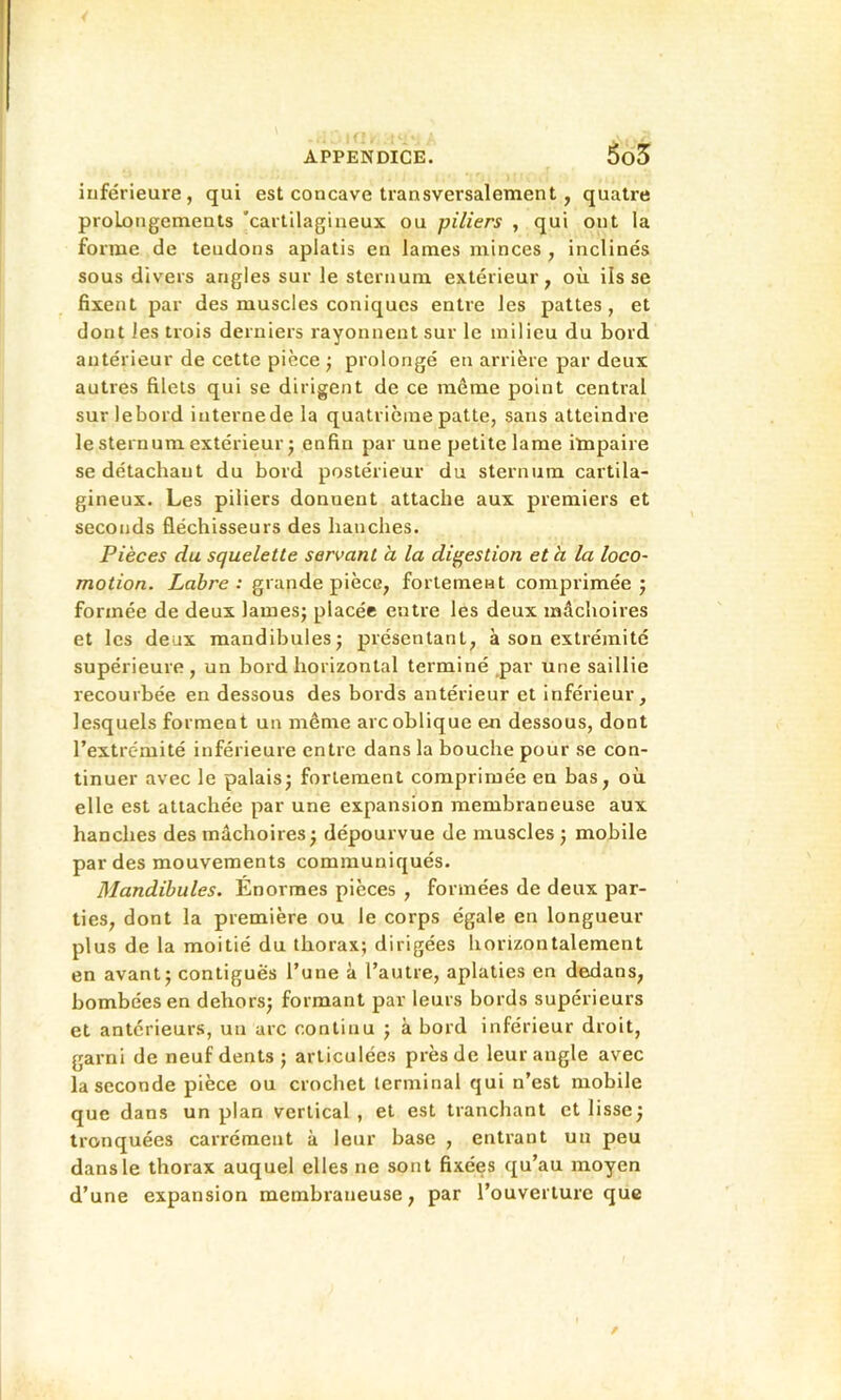 inférieure, qui est concave transversalement, quatre prolongements 'cartilagineux ou piliers , qui ont la forme de tendons aplatis en lames minces , inclinés sous divers angles sur le sternum extérieur, où ils se fixent par des muscles coniques entre les pattes, et dont les trois derniers rayonnent sur le milieu du bord antérieur de cette pièce ; prolongé en arrière par deux autres filets qui se dirigent de ce même point central sur lebord internede la quatrième patte, sans atteindre le sternum extérieur J enfin par une petite lame impaire se détachant du bord postérieur du sternum cartila- gineux. Les piliers donuent attache aux premiers et seconds fléchisseurs des hanches. Pièces du squelette servant a la digestion et h la loco- motion. Labre: grande pièce, fortement comprimée j formée de deux lamesj placée entre les deux mâchoires et les deux mandibules; présentant, à son extrémité supérieure, un bord horizontal terminé par une saillie recourbée en dessous des bords antérieur et Inférieur, lesquels forment un même arc oblique en dessous, dont l’extrémité inférieure entre dans la bouche pour se con- tinuer avec le palais; fortement comprimée en bas, où elle est attachée par une expansion membraneuse aux hanches des mâchoires ; dépourvue de muscles ; mobile par des mouvements communiqués. Mandibules. Énormes pièces , formées de deux par- ties, dont la première ou le corps égale en longueur plus de la moitié du thorax; dirigées horizontalement en avant; contiguës l’une à l’autre, aplaties en dedans, bombées en dehors; formant par leurs bords supérieurs et antérieurs, un arc continu ; à bord inférieur droit, garni de neuf dents; articulées près de leur angle avec la seconde pièce ou crochet terminal qui n’est mobile que dans un plan vertical, et est tranchant et lisse; tronquées carrément à leur base , entrant uu peu dans le thorax auquel elles ne sont fixées qu’au moyen d’une expansion membraneuse, par l’ouverture que