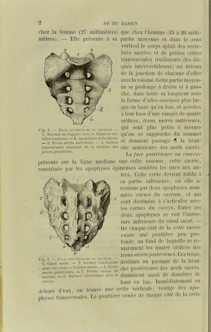 chez la femme (27 millimètres) que chez l’homme (18 à 20 milli- mètres). — Elle présente à sa partie moyenne et dans le sens vertical le corps aplati des vertè- bres sacrées et de petites crêtes transversales (rudiments des dis- ques intervertébraux) au niveau de la jonction de chacune d’elles avecla voisine. Cette partie moyen- ne se prolonge à droite et à gau- che, dans toute sa longueur sous la forme d’ailes osseuses plus lar- ges en haut qu’en bas, et percées à leur hase d’une rangée de quatre orifices, trous sacrés antérieurs. Fig. 1.-FACKANTÉH..ÔBE DD SACRUM.- qui SOllt PlUS PCtitS cà UieSUrC 1. Surface en rapport avec la dernière ver- qu’on Se rapproche du SOinmel tèbre lombaire. - 2. Apophyses articulaires. j , „„„„„„ # 1„ Kran_ — 3. Trous sacrés antérieurs. —4. Saillies 0.011116111 pclSScl0C Tl Ici JJIclll transversales résultant de la réunion des c]ie antérieure des liei'fs SUCréS. pièces .primitives. La face postérieure ou convexe présente sur la ligne médiane une crête osseuse, crête sacrée, constituée par les apophyses épineuses soudées les unes aux au- tres. Cette crête devient bifide à sa partie inférieure, où elle se termine par deux apophyses, nom- mées cornes du sacrum, et qui sont destinées à s’articuler avec les cornes du coccyx. Entre ces deux apophyses se voit l’ouver- ture inférieure du canal sacré. — De chaque côté de la crête sacrée existe une gouttière peu pro- fonde, au fond de laquelle se re- marquent les quatre orifices des trous sacrés postérieurs. Ces trous, î Canal sacré. — Surface s’articulant destinés UU paSSUgC de la l)ldll- avec l’os coxal. —3. Crète sacrée. —4. Trous .g postérieure dCS liei'fs SaCI’éS. sacrés postérieurs. — o* Petites cornes ou . . , i • <. j sacrum. — 6. Surface s’articulant avec le diminuent UllSSl d6 dltlinCllC lit coccyx. haut en bas. Immédiatement en dehors d'eux, on Irouve une crête verticale, vestige des apo- physes transversales; La gouttière située de chaque cèle de la crête
