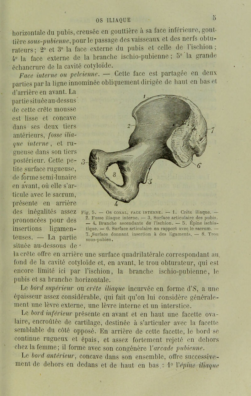 OS ILIAQUE horizontale du pubis, creusée en gouttière a sa lace inférieure, gout- tière sous-pubienne, pour le passage des vaisseaux et des nerfs obtu- rateurs; 2° et 3° la face externe du pubis et celle de l’ischion ; 4° la face externe de la branche ischio-pubienne ; 5° la grande échancrure de la cavité cotyloïde. Face interne ou pelvienne. — Cette face est partagée en deux parties par la ligne innommée obliquement dirigée de haut en bas et d’arrière en avant. La partie située au-dessus de cette crête mousse est lisse et concave dans ses deux tiers antérieurs, fosse ilia- que interne , et ru- gueuse dans son tiers postérieur. Cette pe- tite surface rugueuse, de forme semi-lunaire en avant, où elle s’ar- ticule avec le sacrum, présente en arrière des inégalités assez Fig. 5. — Os coxal, face interne. — 1. Crête iliaque. — nrnnrmeAAc nnm> iIac 2. Fosse iliaque interne. — 3. Surface articulaire des pubis. piUIlUUUiCS puut UCS _ 4> Branche ascendante do l’ischion. — 5. Épine ischia- tique. — 6. Surface articulaire en rapport avec, le sacrum. — 7. .Surface donnant insertion à des ligaments. — 8. Trou sous-pubien. insertions ligamen- teuses. — La partie située au-dessous de la crête offre en arrière une surface quadrilatérale correspondant au. fond de la cavité cotyloïde et, en avant, le trou obturateur, qui est encore limité ici par l’ischion, la branche ischio-pubienne, le pubis et sa branche horizontale. Le bord supérieur ou crête iliaque incurvée en forme d’S, a une épaisseur assez considérable, qui fait qu’on lui considère générale- ment une lèvre externe, une lèvre interne et un interstice. Le bord inférieur présente en avant et en haut une facette ova- laire, encroûtée de cartilage, destinée à s’articuler avec la facette semblable du côté opposé. En arrière de cette facette, le bord se continue rugueux et épais, et assez fortement rejeté en dehors chez la femme; il forme avec son congénère Y arcade pubienne. Le bord antérieur, concave dans son ensemble, offre successive- ment de dehors en dedans et de haut en bas : 4° l’épine iliaque